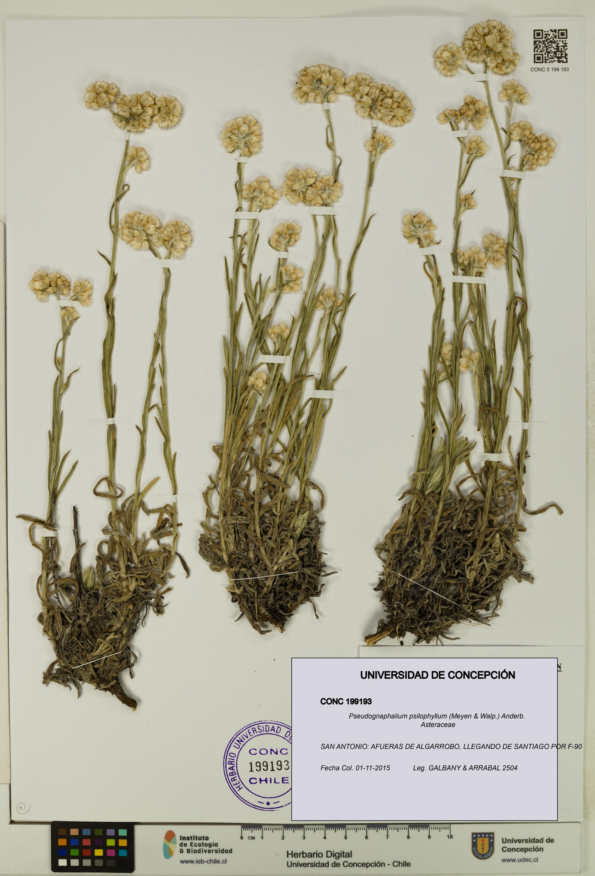 Pseudognaphalium psilophyllum [Espécimen: ]