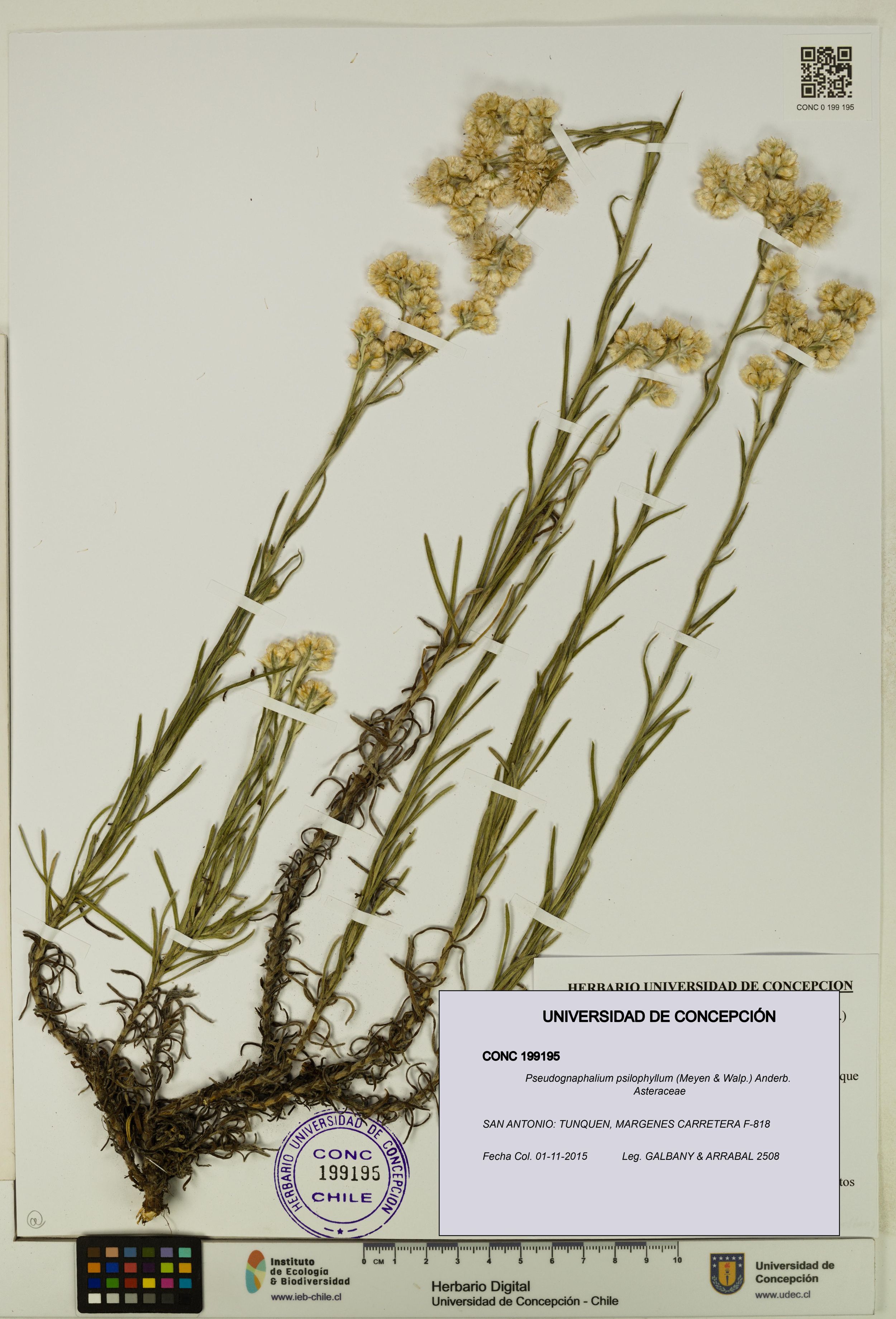 Pseudognaphalium psilophyllum [Espécimen: ]