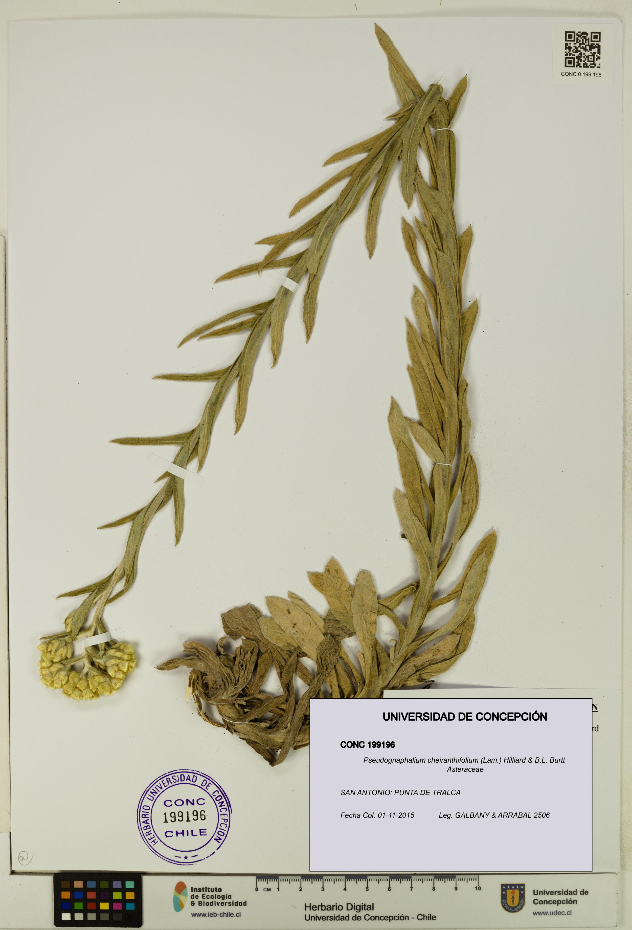 Pseudognaphalium cheiranthifolium [Espécimen: ]
