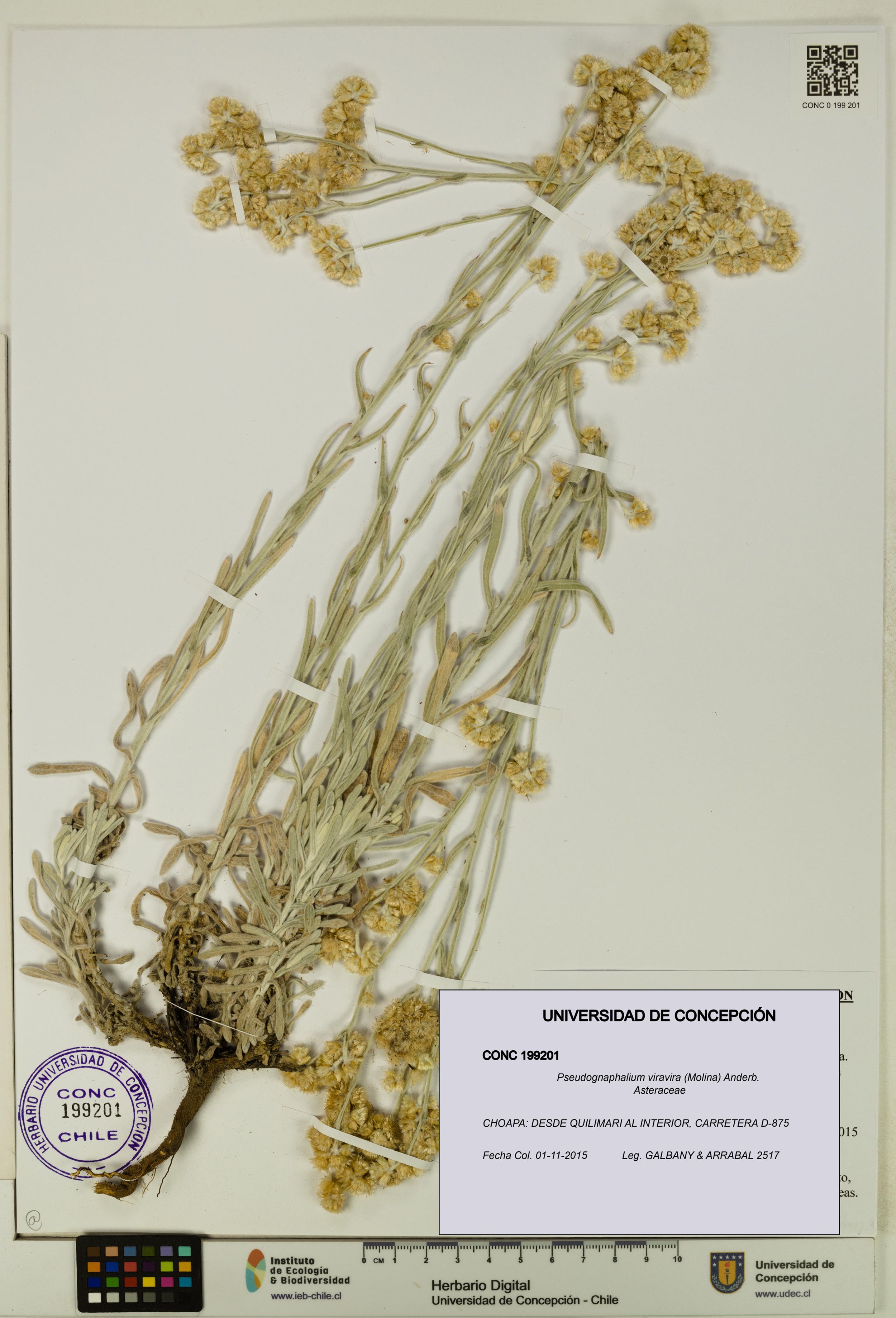 Pseudognaphalium viravira [Espécimen: ]
