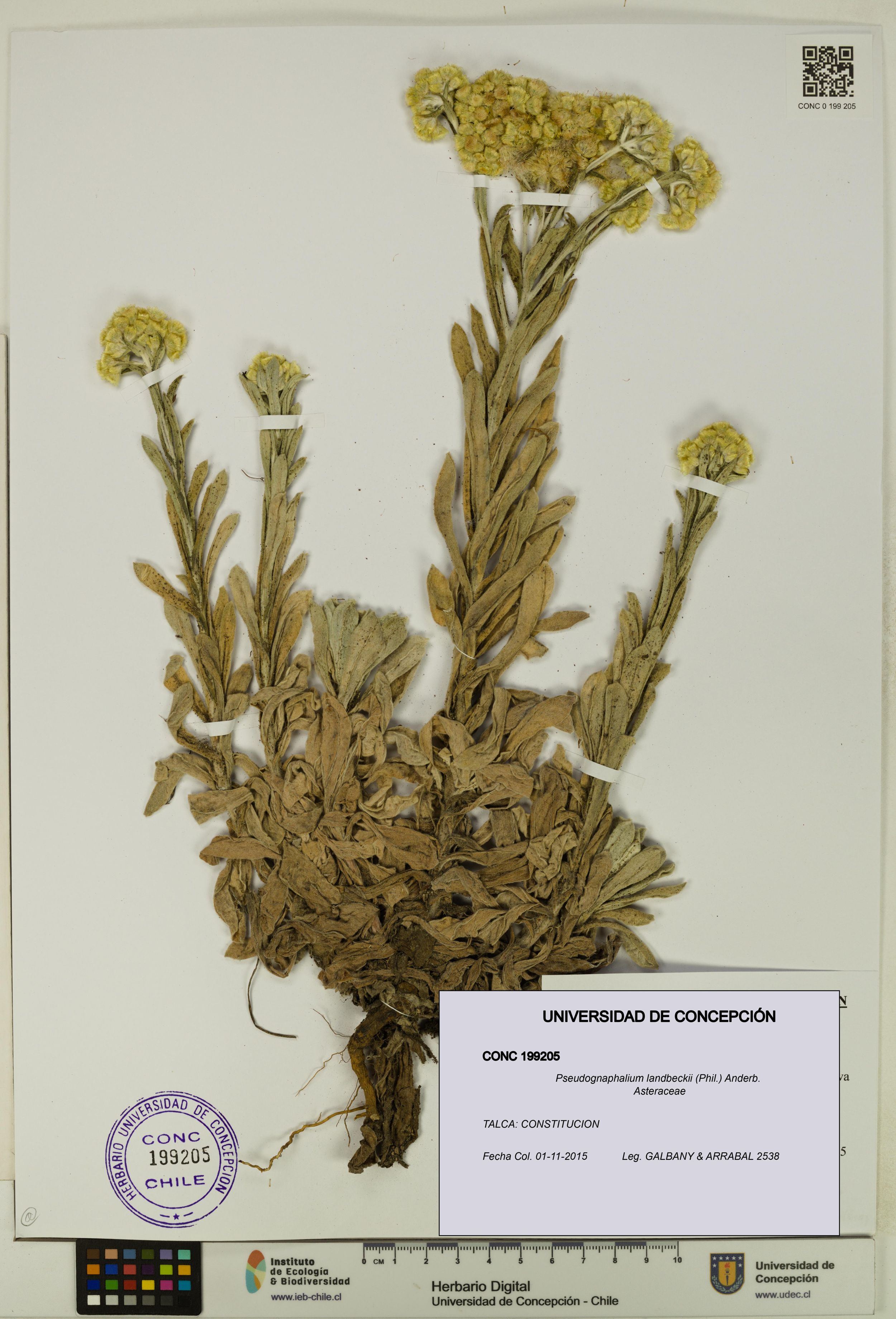 Pseudognaphalium landbeckii [Espécimen: ]