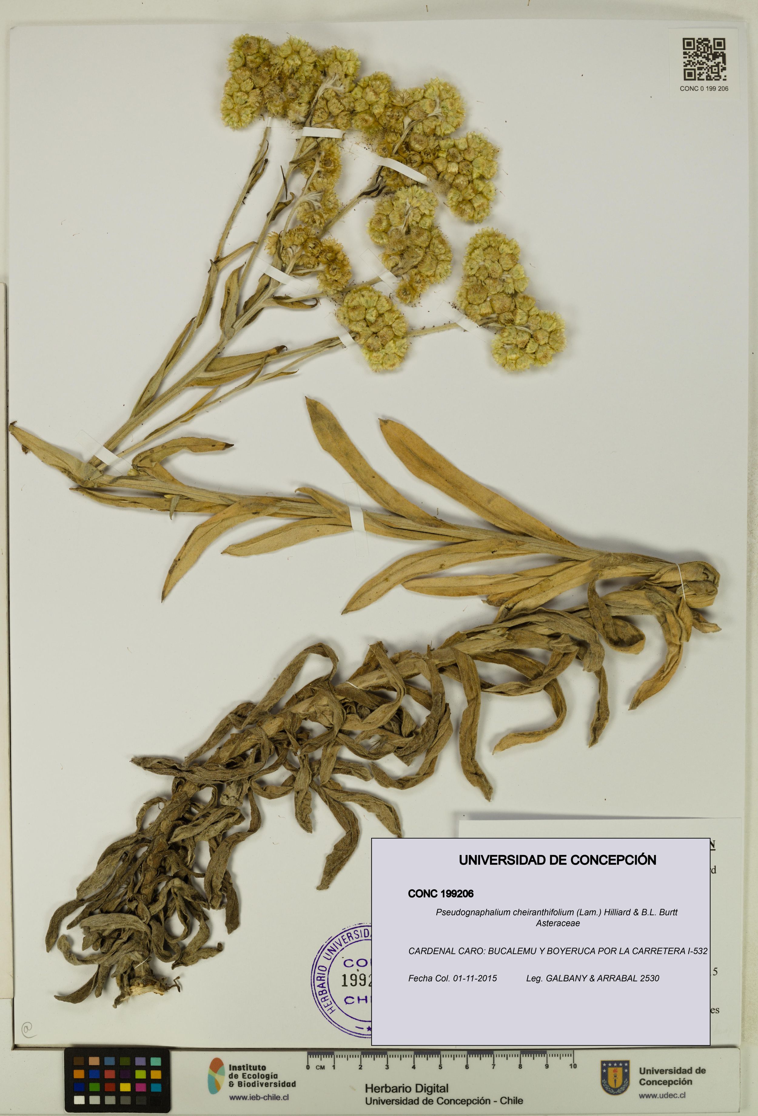 Pseudognaphalium cheiranthifolium [Espécimen: ]