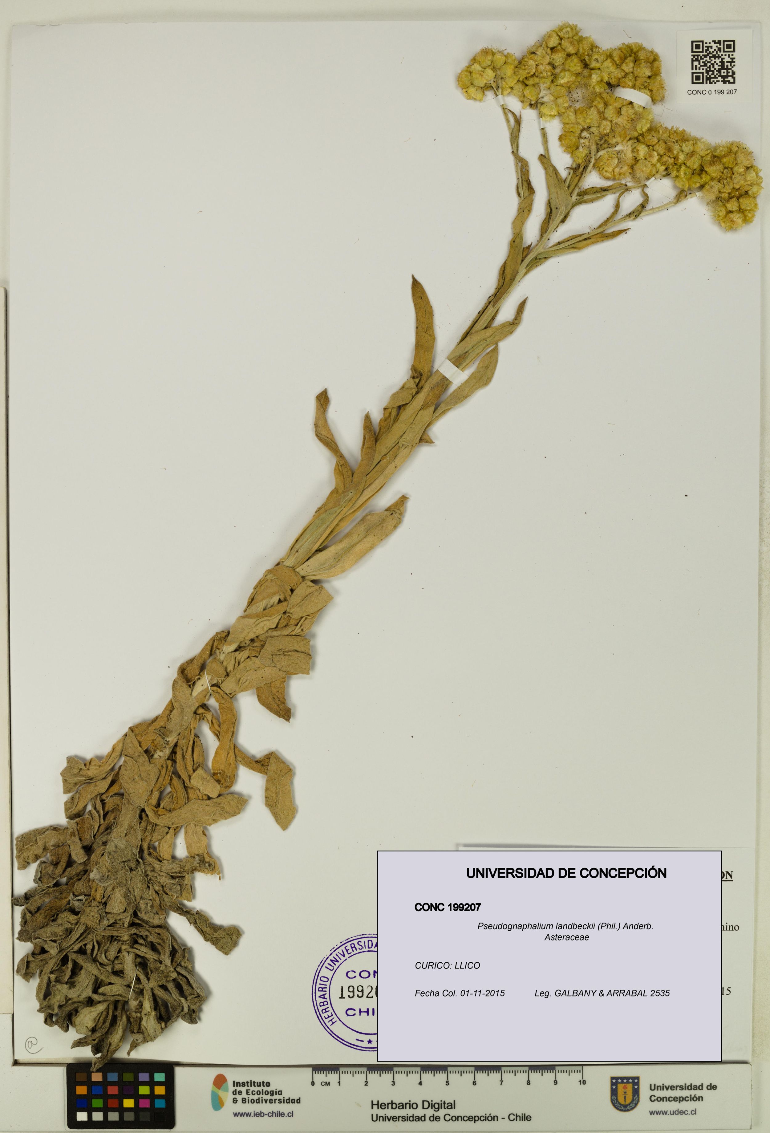 Pseudognaphalium landbeckii [Espécimen: ]