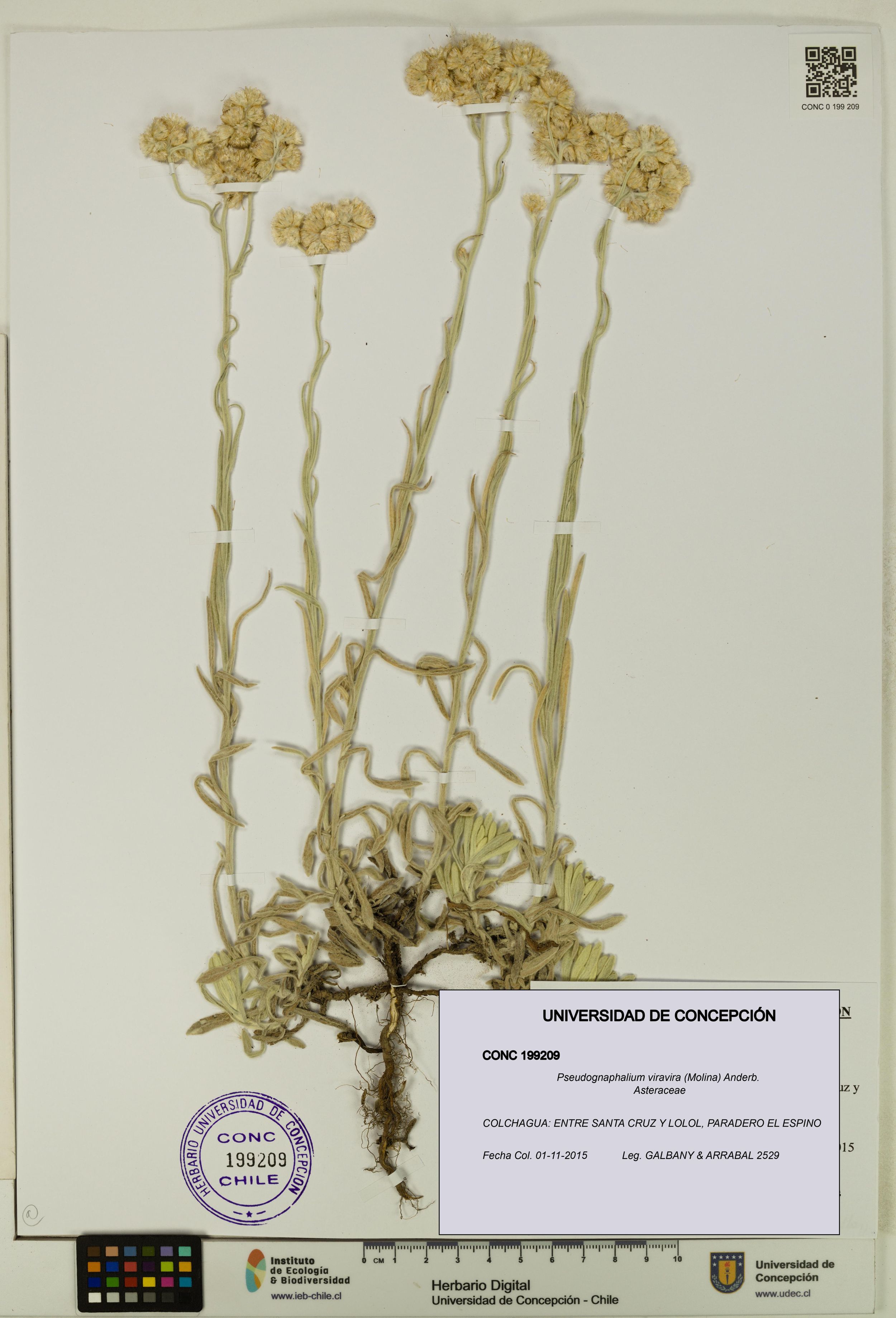 Pseudognaphalium viravira [Espécimen: ]
