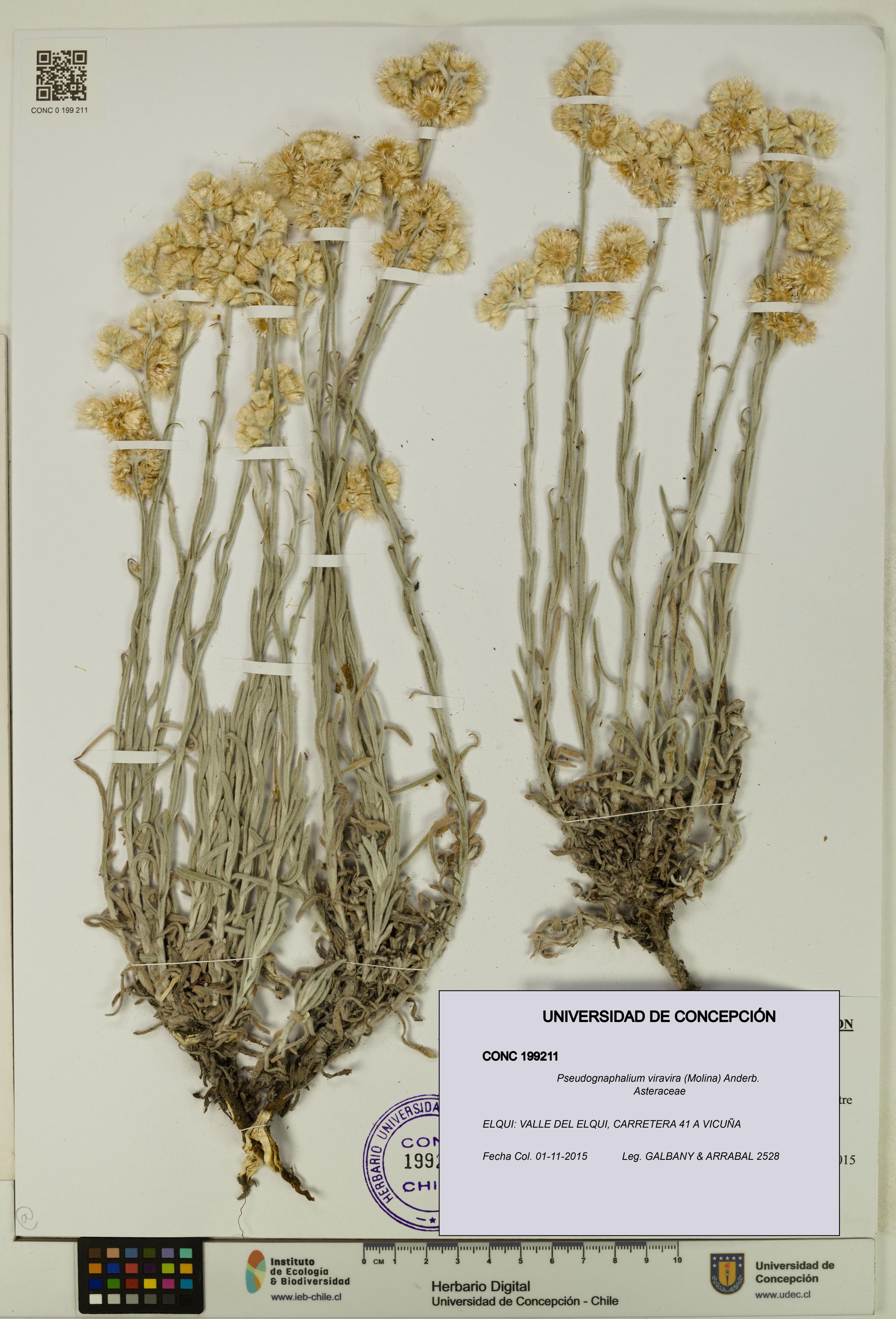 Pseudognaphalium viravira [Espécimen: ]