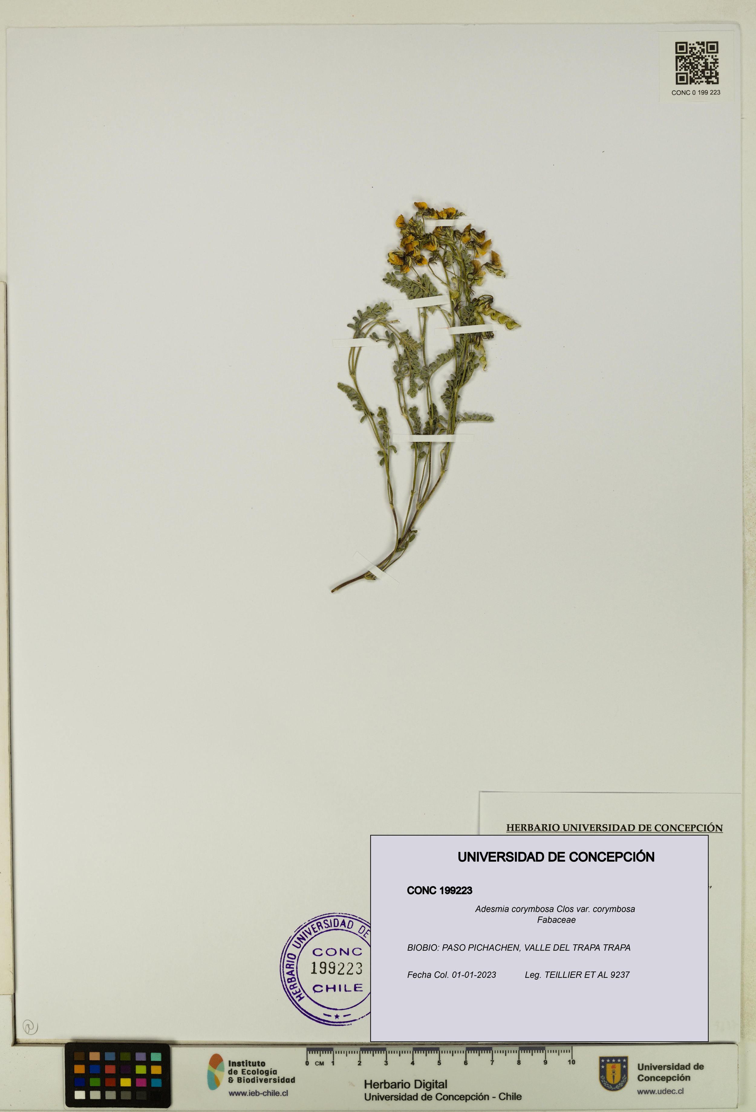 Adesmia corymbosa var. corymbosa [Espécimen: ]