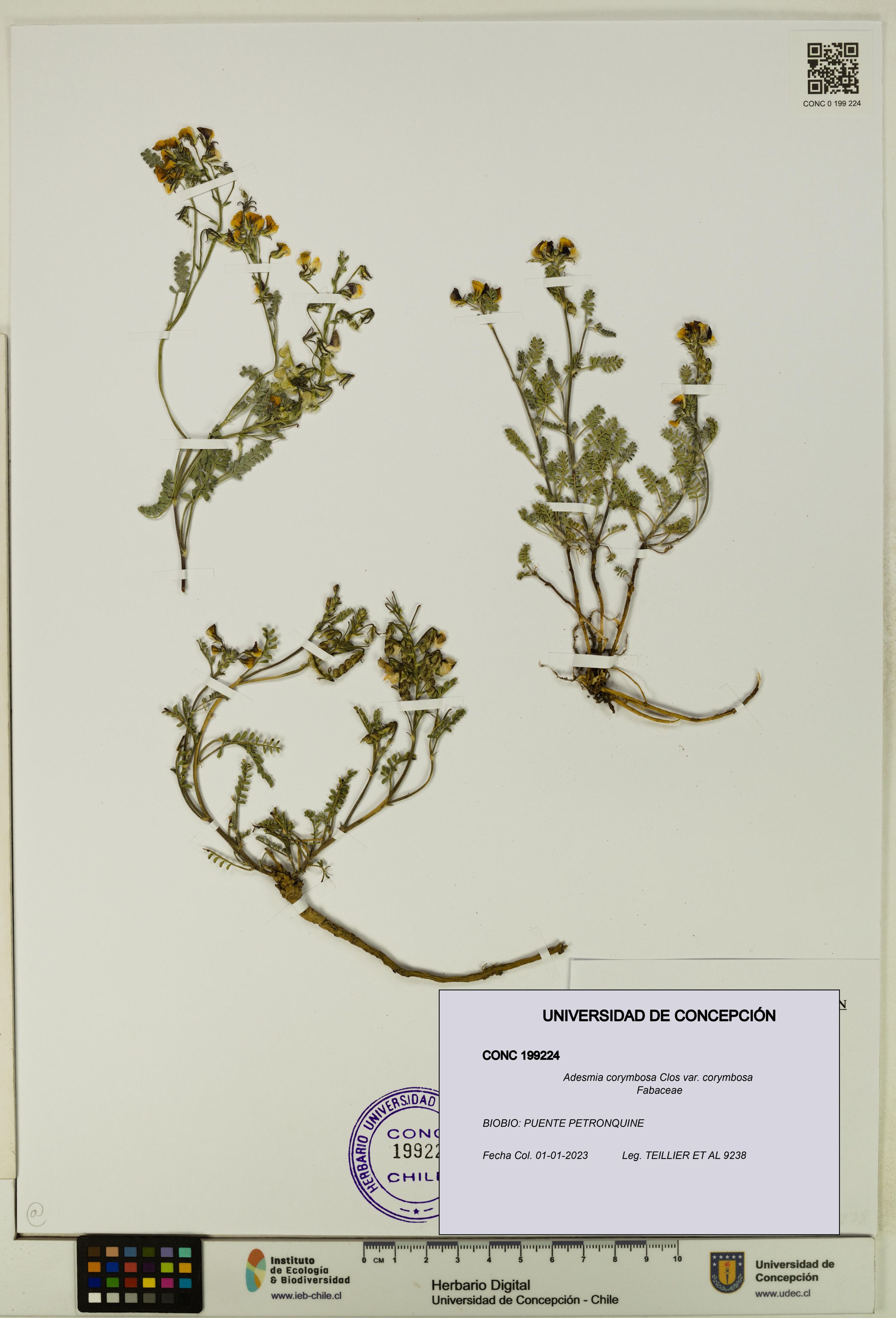 Adesmia corymbosa var. corymbosa [Espécimen: ]