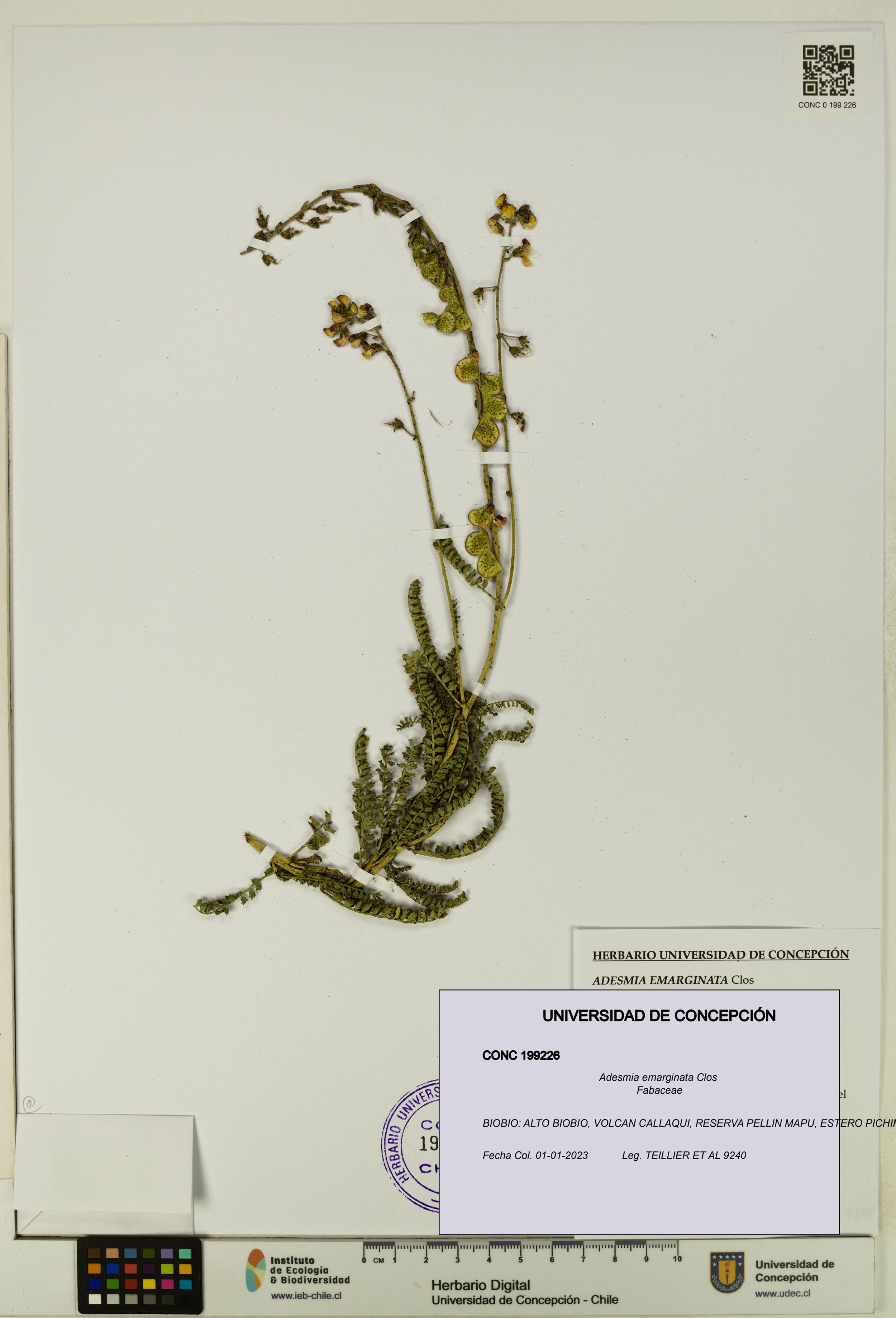 Adesmia emarginata [Espécimen: ]