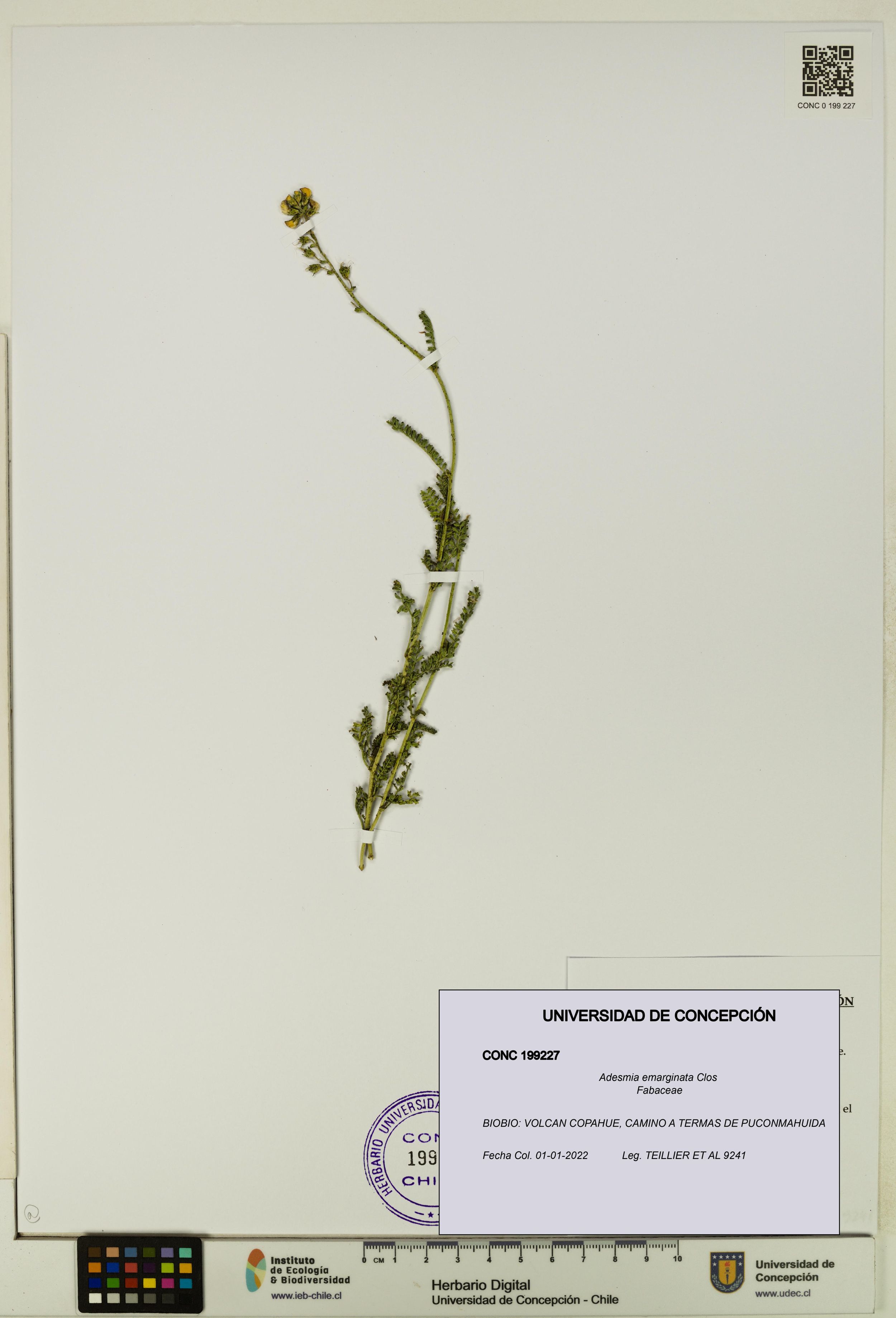 Adesmia emarginata [Espécimen: ]