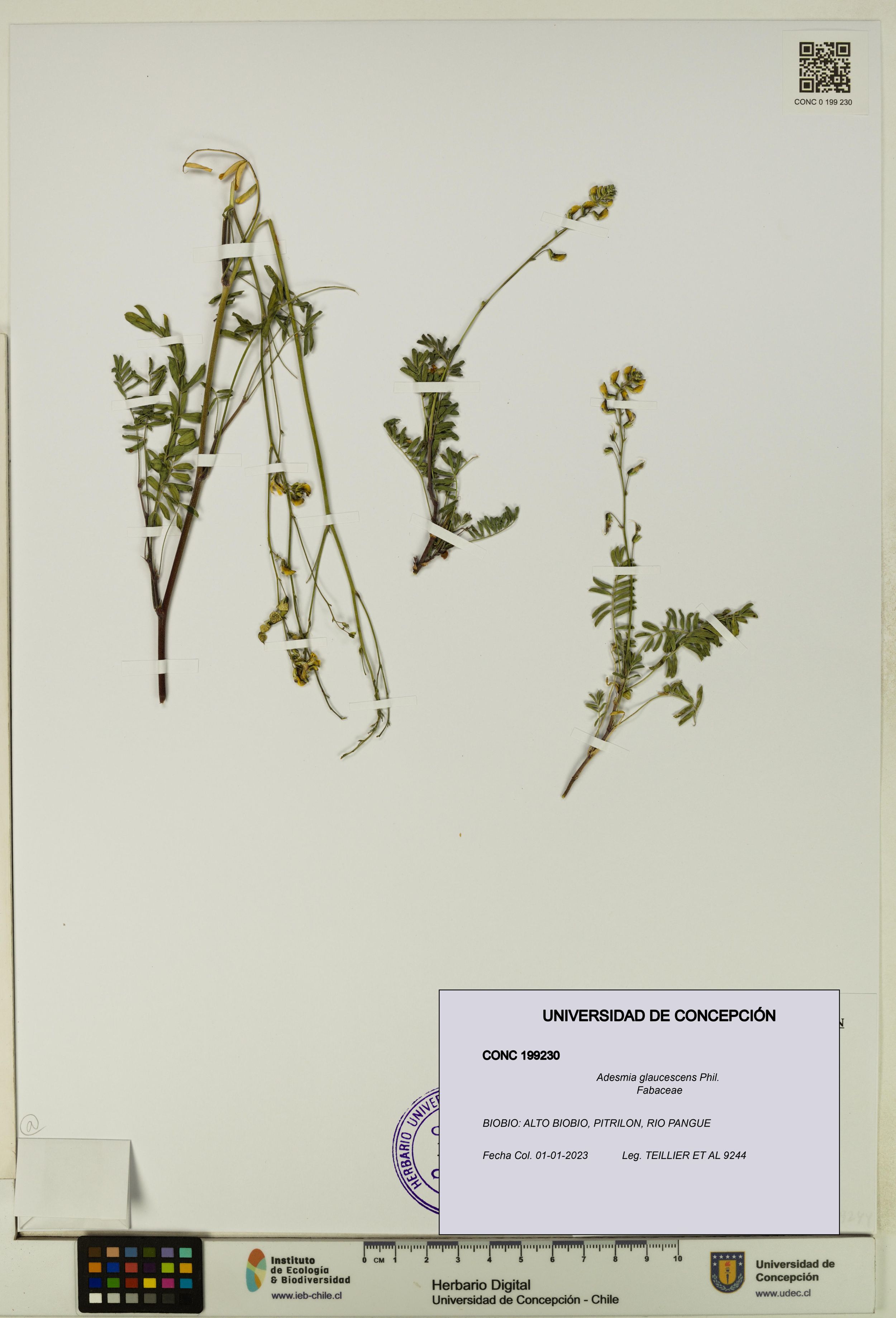 Adesmia glaucescens [Espécimen: ]
