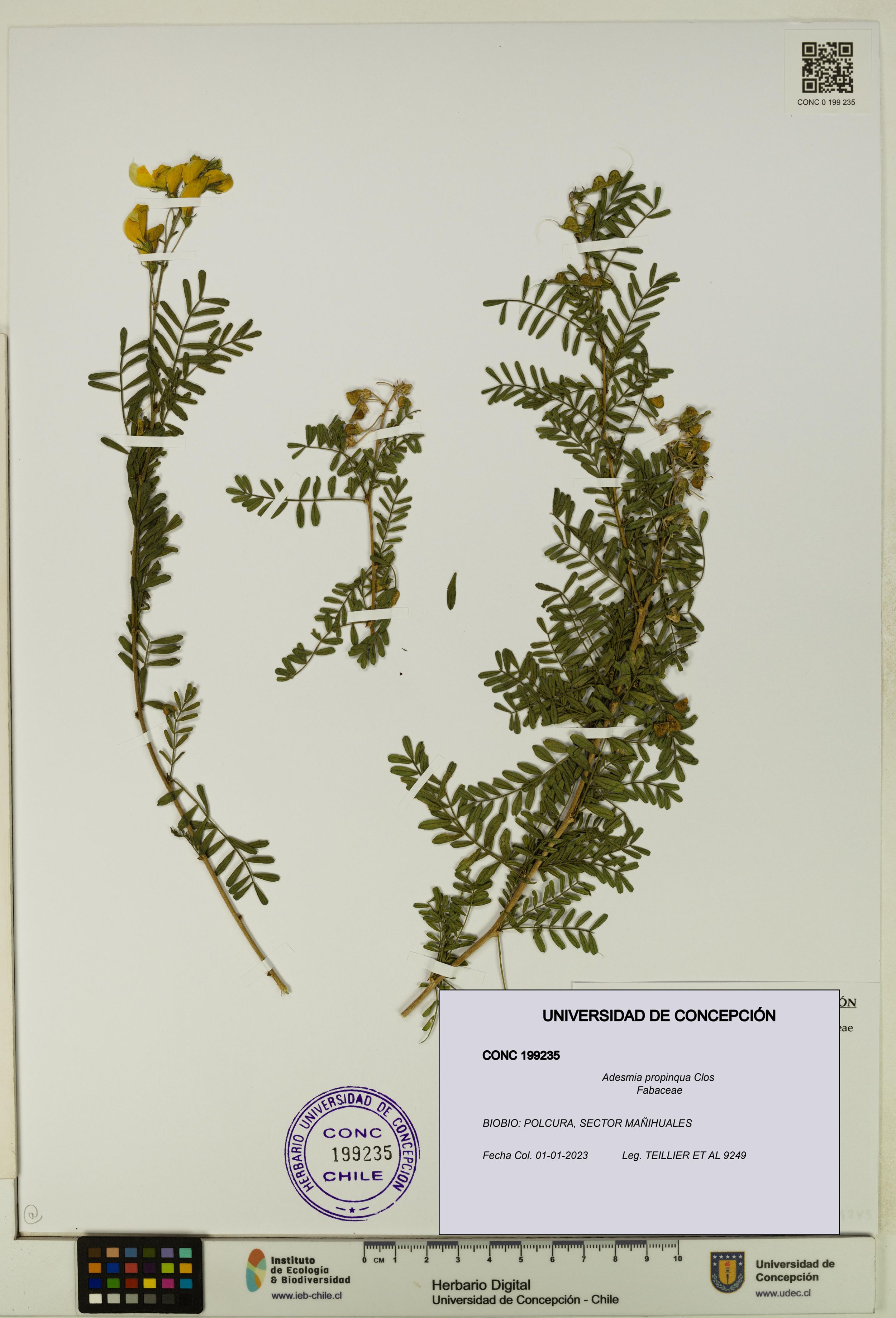 Adesmia propinqua [Espécimen: ]