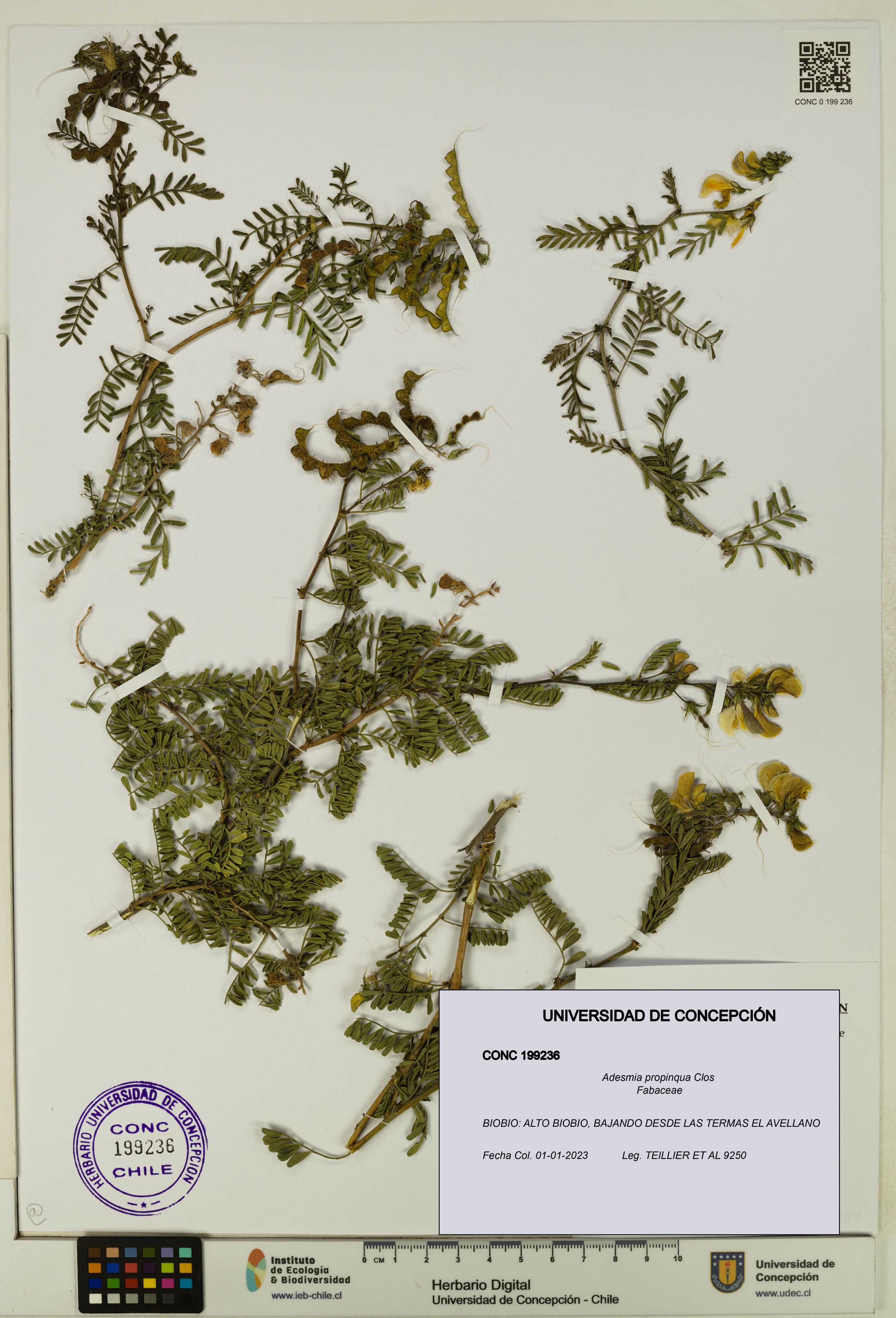 Adesmia propinqua [Espécimen: ]