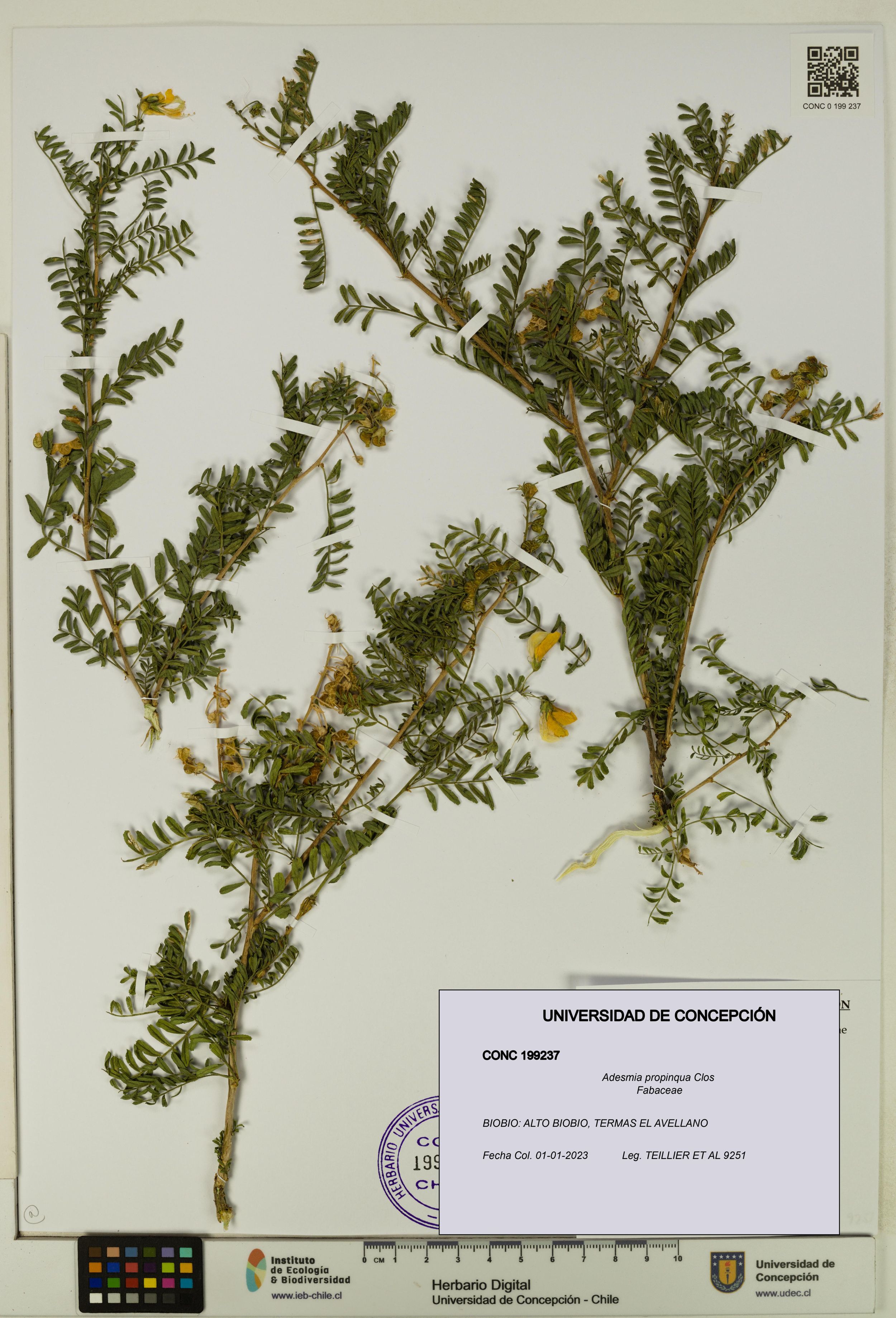 Adesmia propinqua [Espécimen: ]