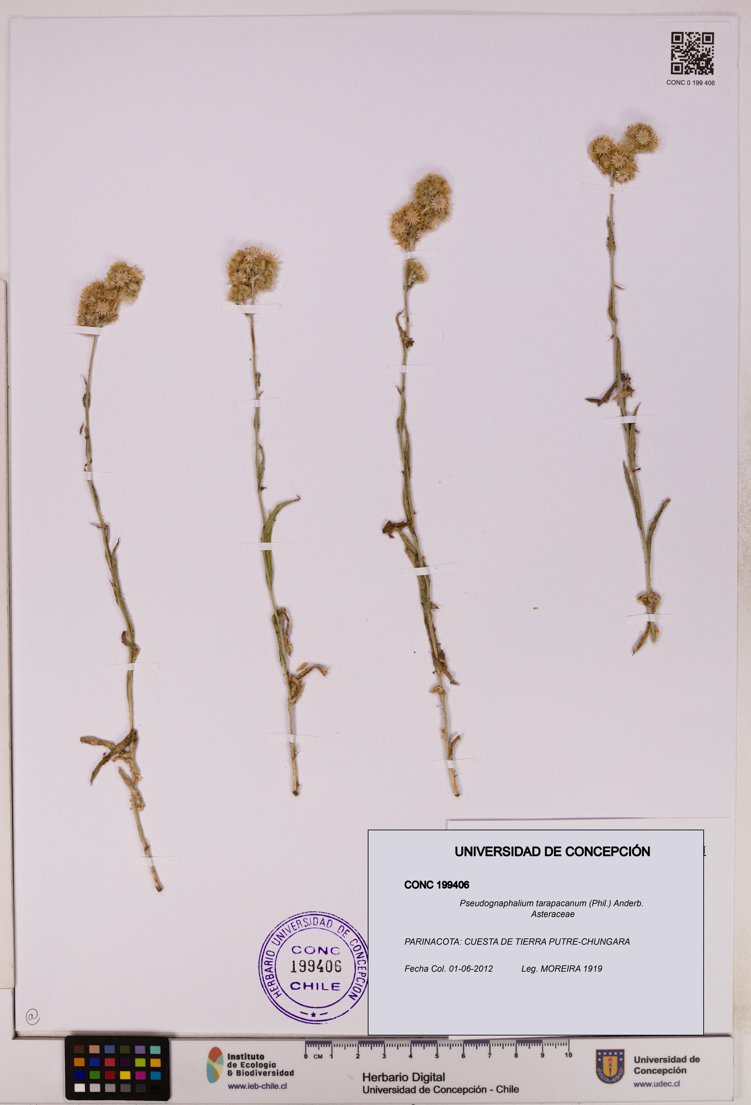 Pseudognaphalium tarapacanum [Espécimen: ]