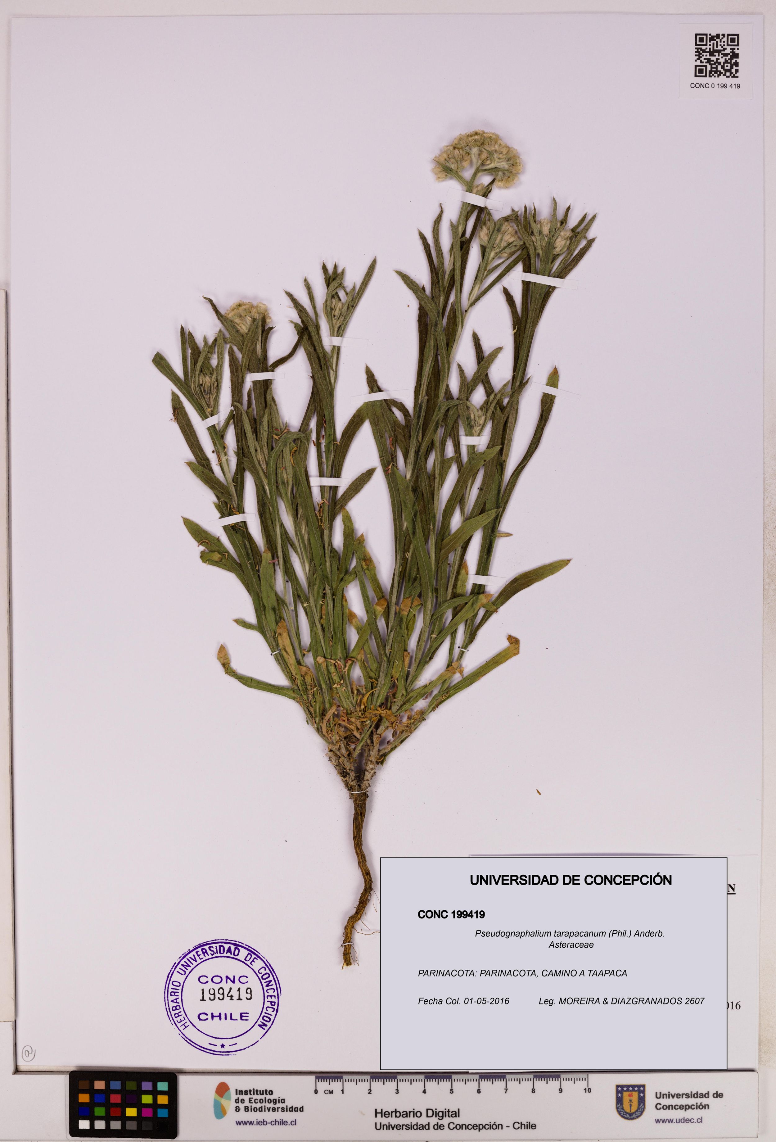 Pseudognaphalium tarapacanum [Espécimen: ]