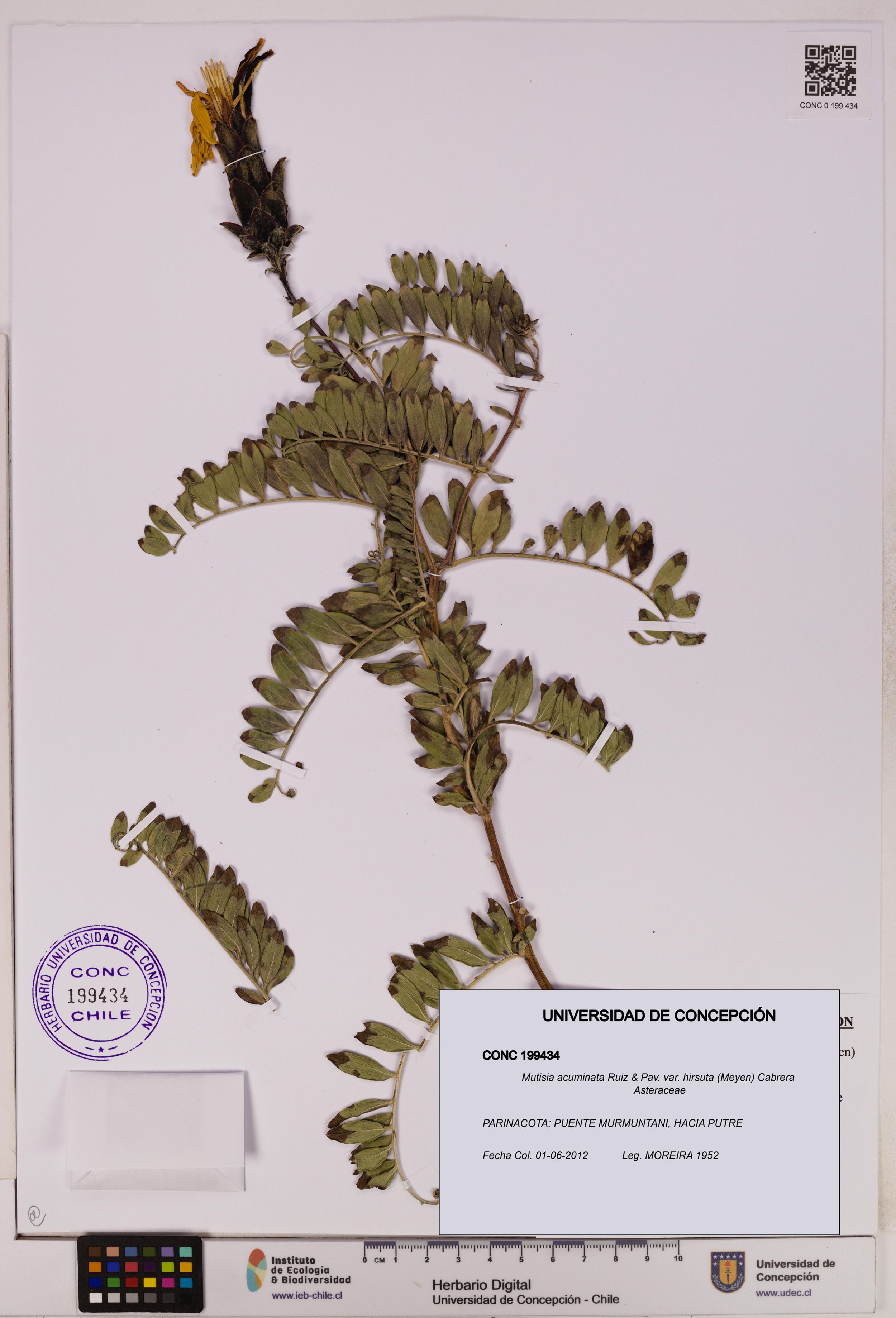 Mutisia acuminata var. hirsuta [Espécimen: ]
