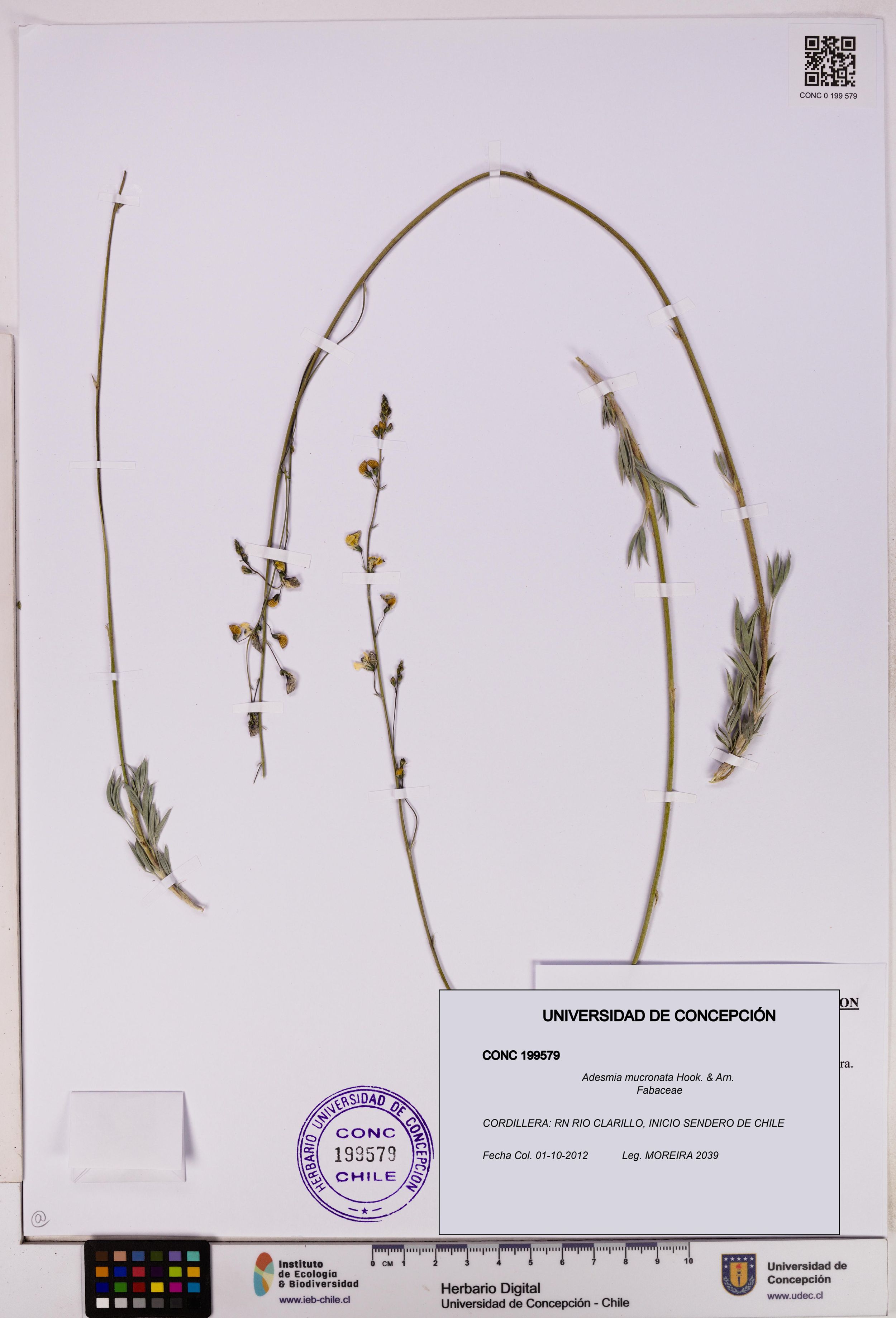 Adesmia mucronata [Espécimen: ]