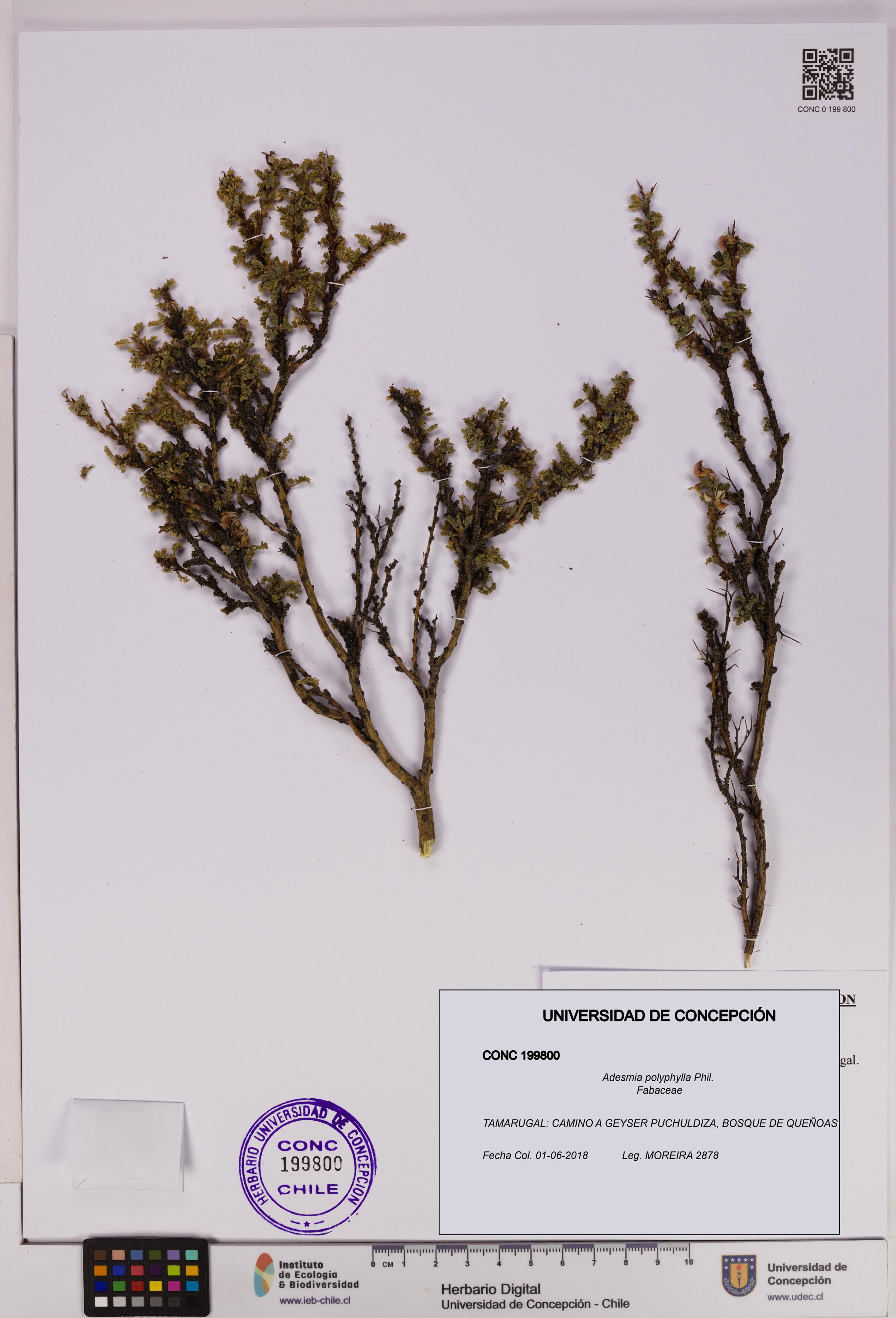 Adesmia polyphylla [Espécimen: ]