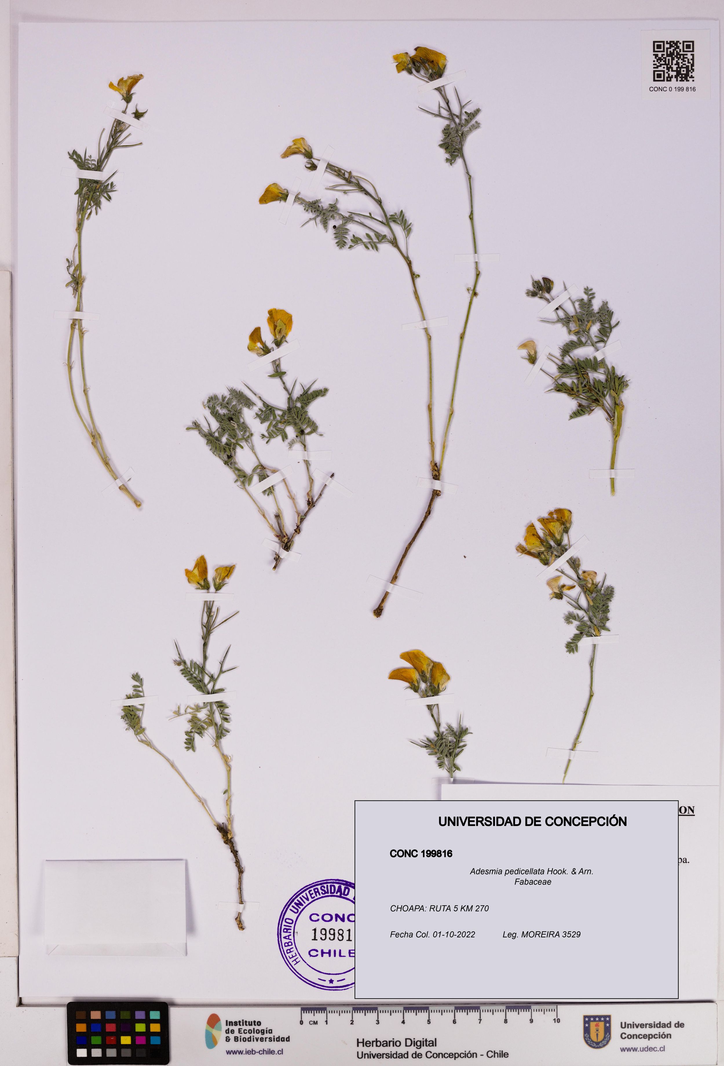 Adesmia pedicellata [Espécimen: ]