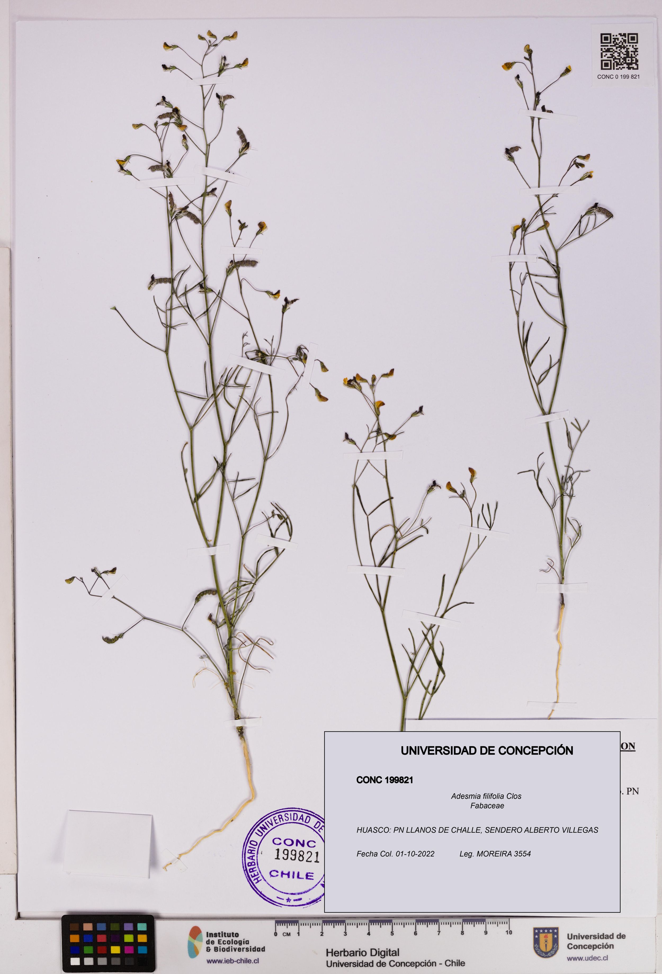 Adesmia filifolia [Espécimen: ]