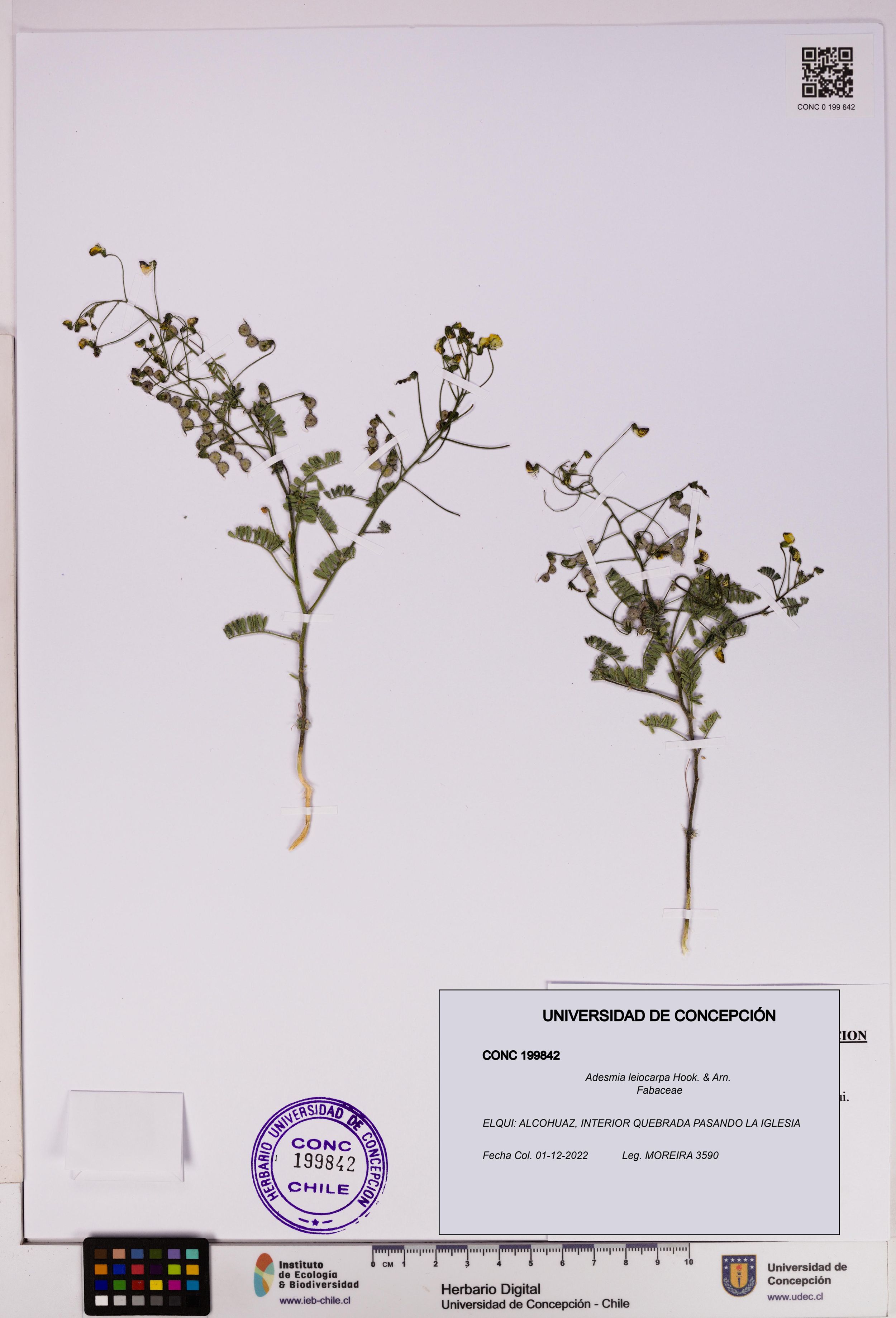 Adesmia leiocarpa [Espécimen: ]
