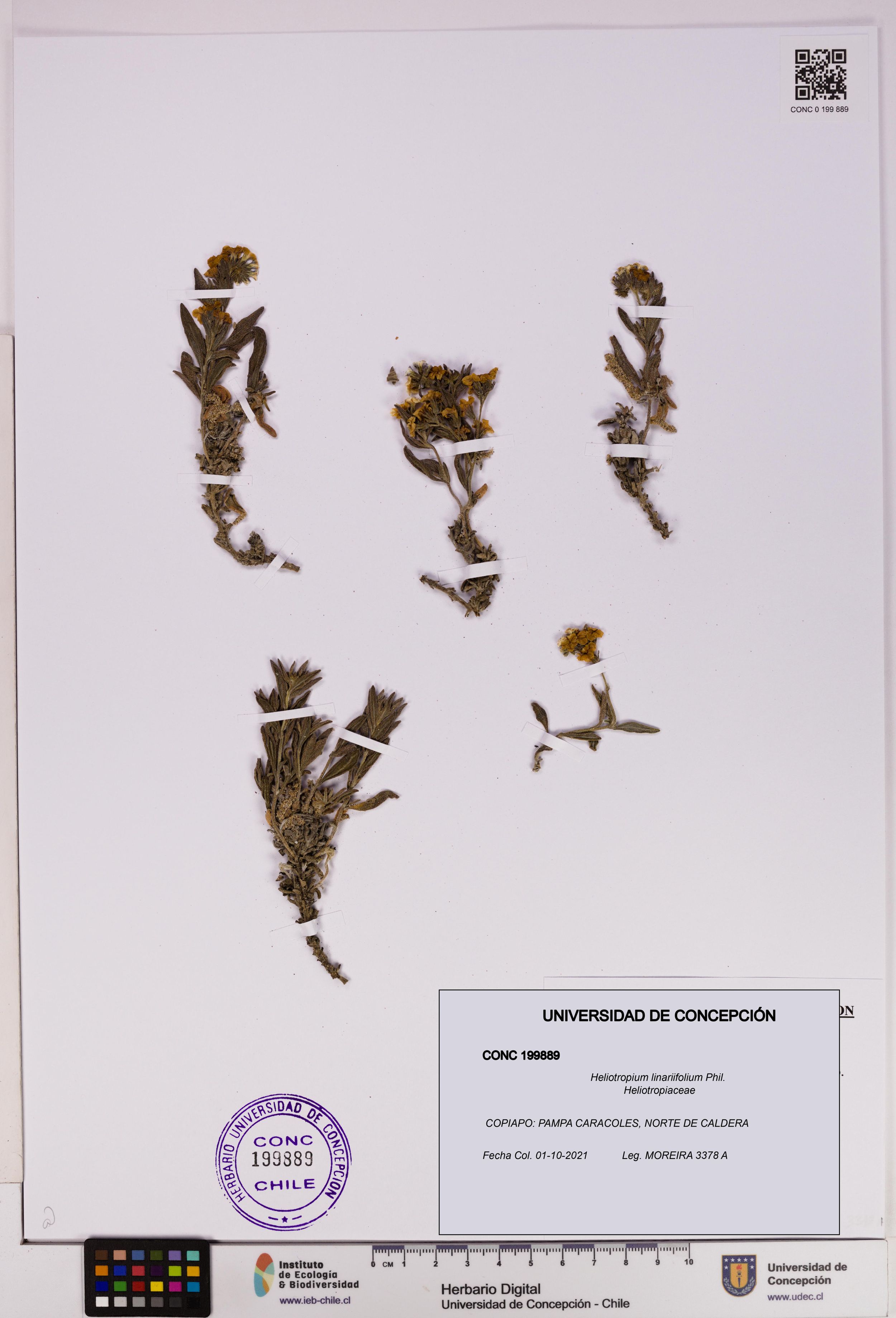 Heliotropium linariifolium [Espécimen: ]