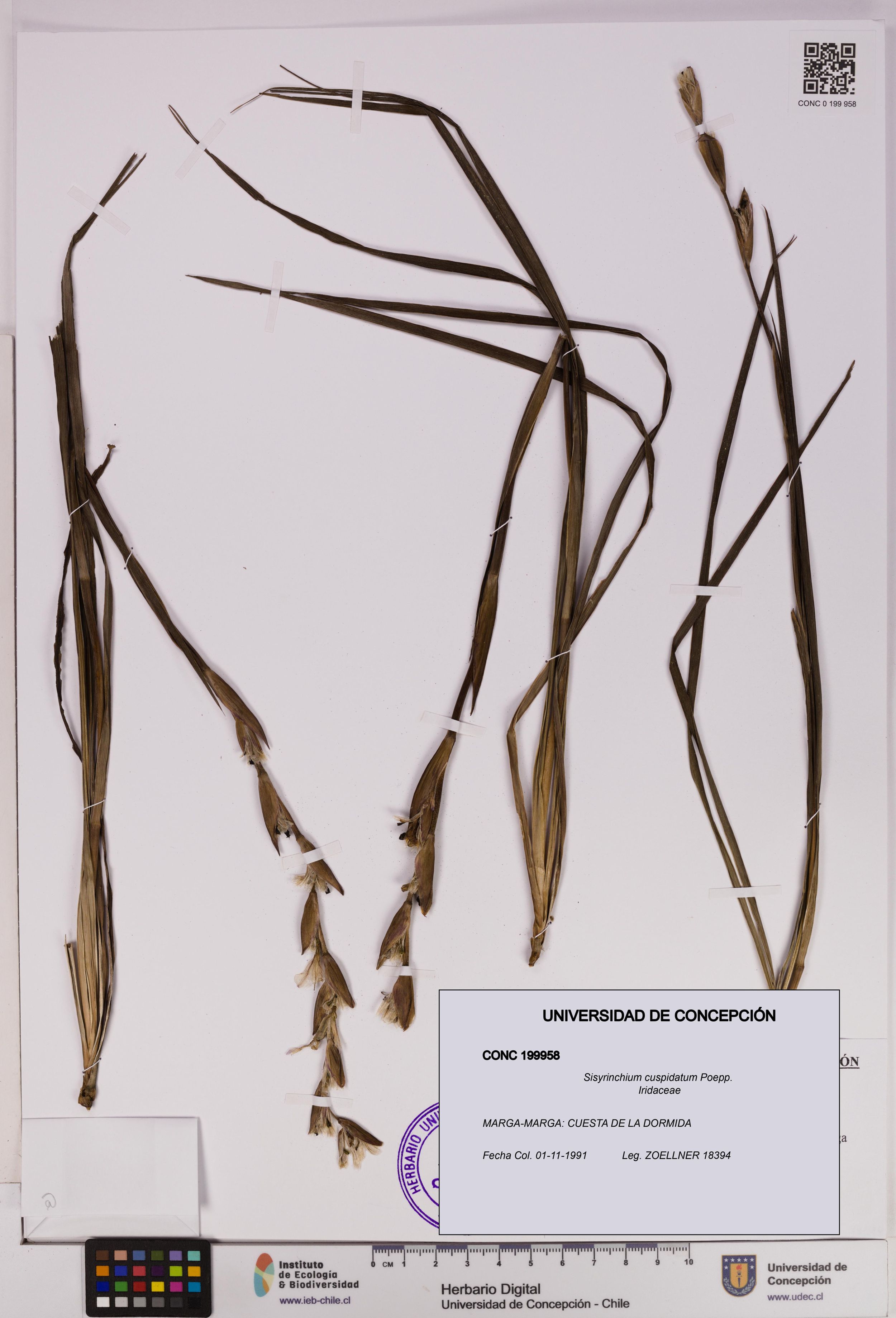 Sisyrinchium cuspidatum [Espécimen: ]