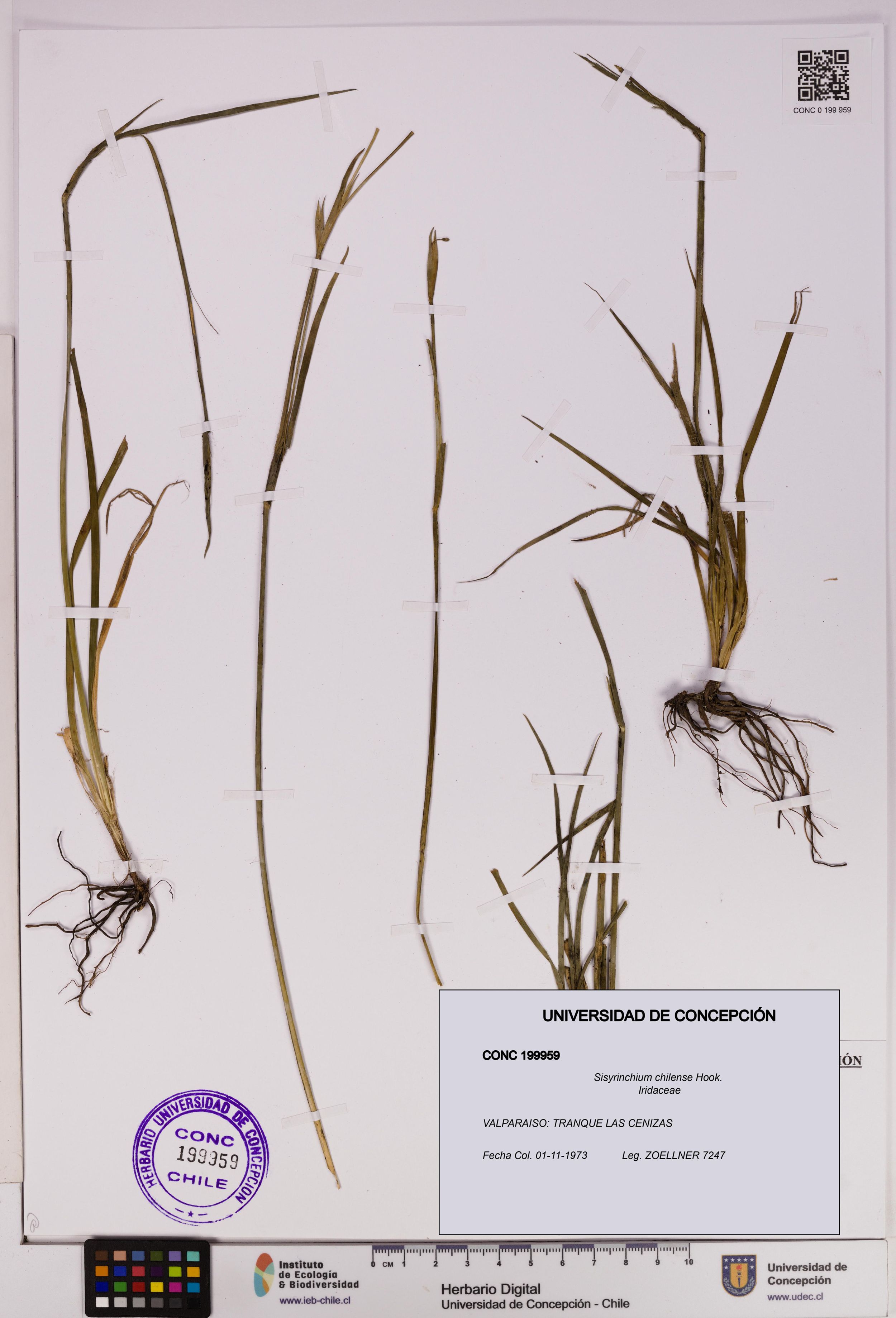 Sisyrinchium chilense [Espécimen: ]
