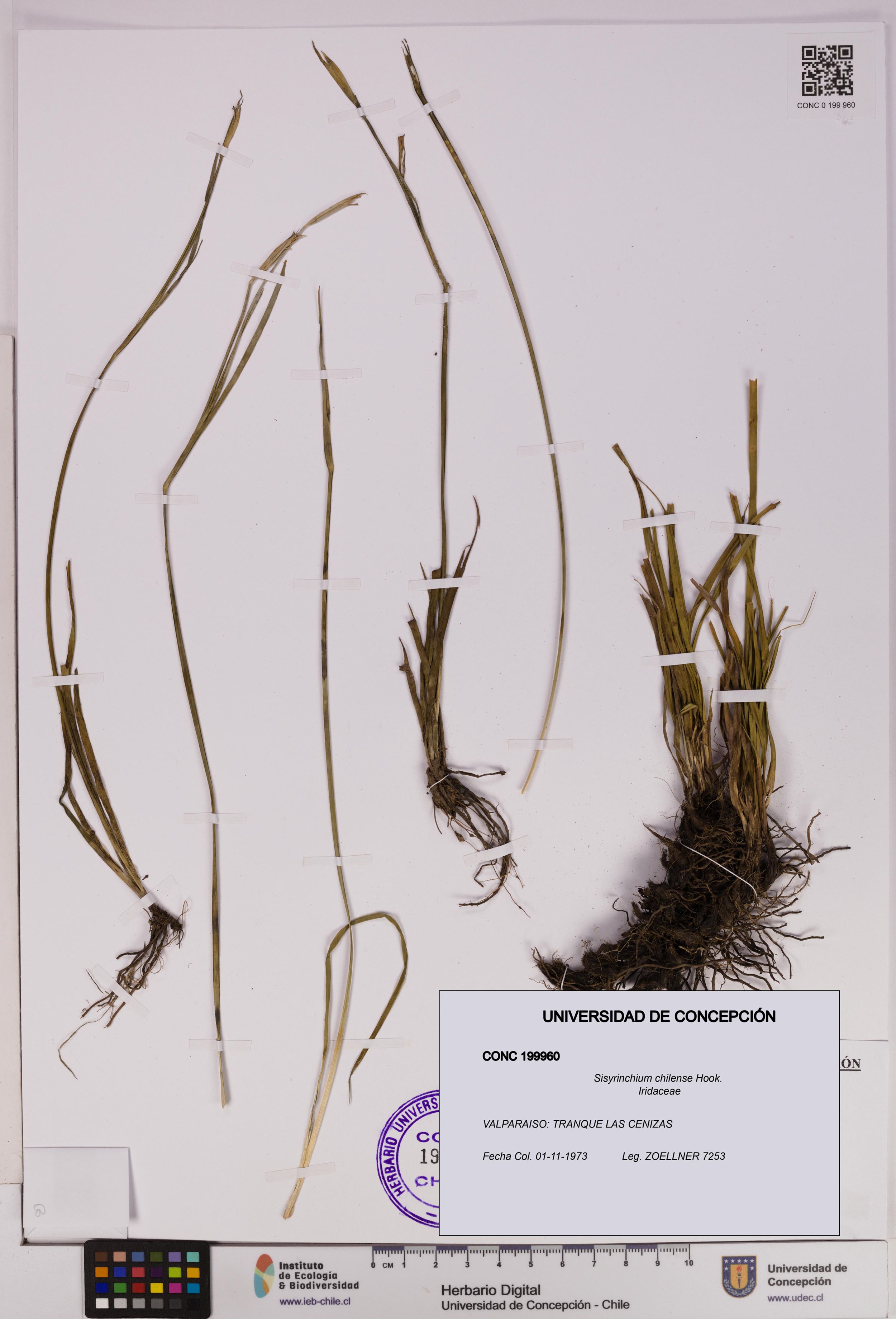 Sisyrinchium chilense [Espécimen: ]