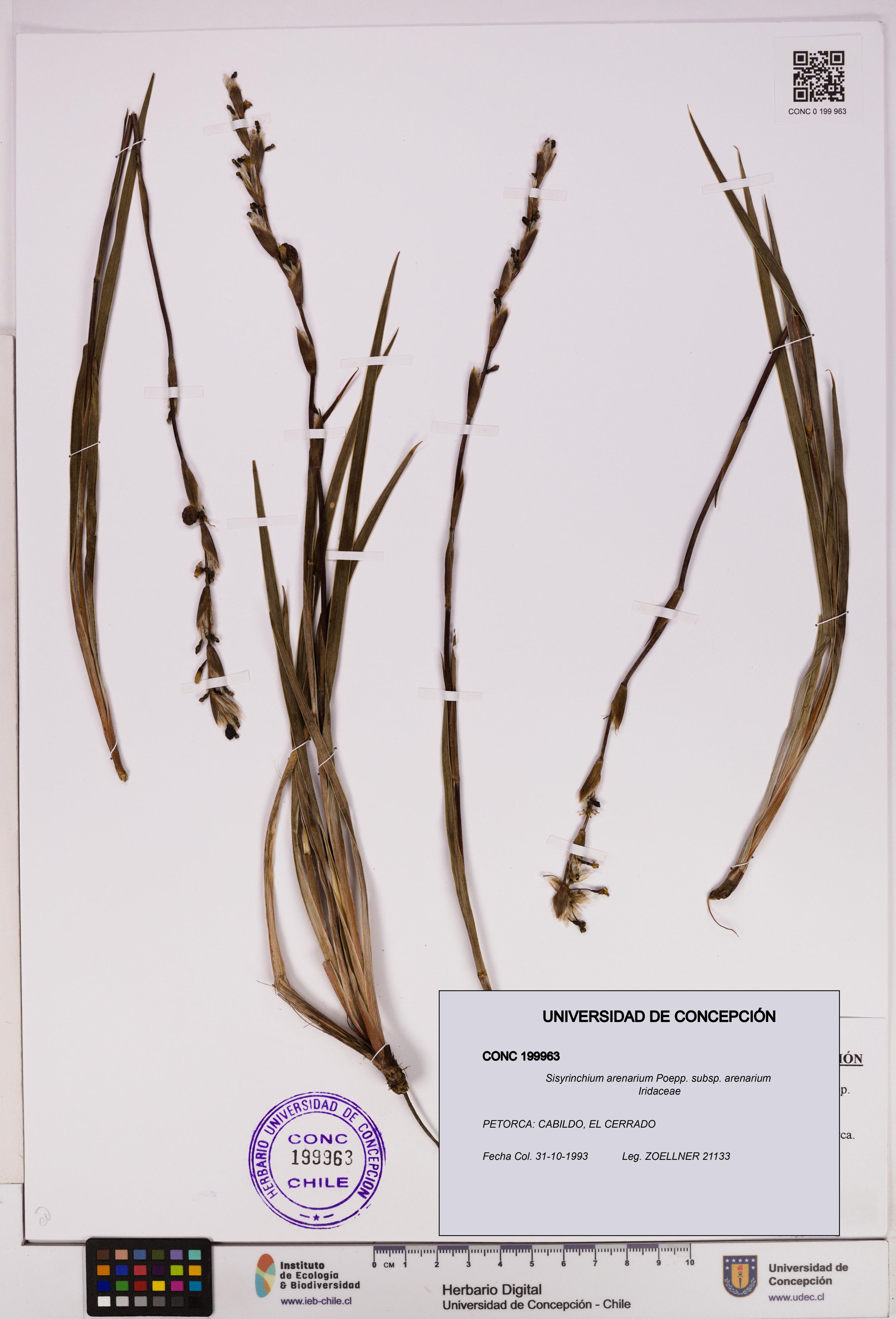 Sisyrinchium arenarium [Espécimen: ]