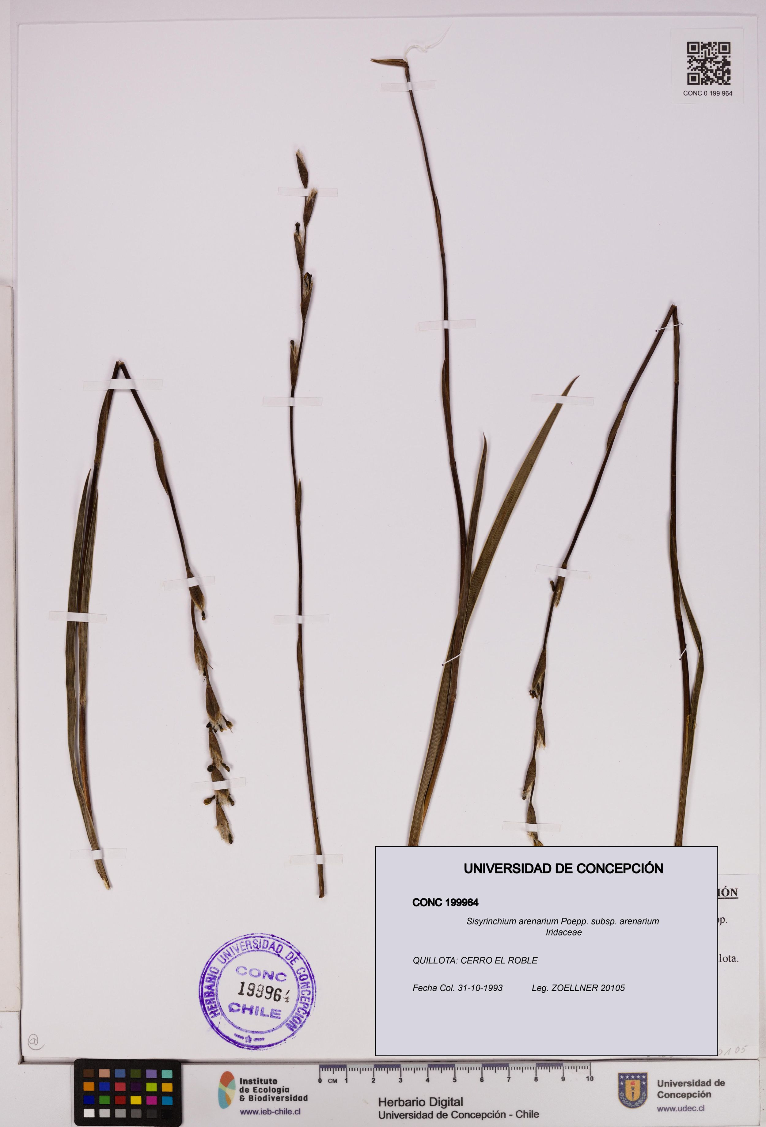 Sisyrinchium arenarium [Espécimen: ]