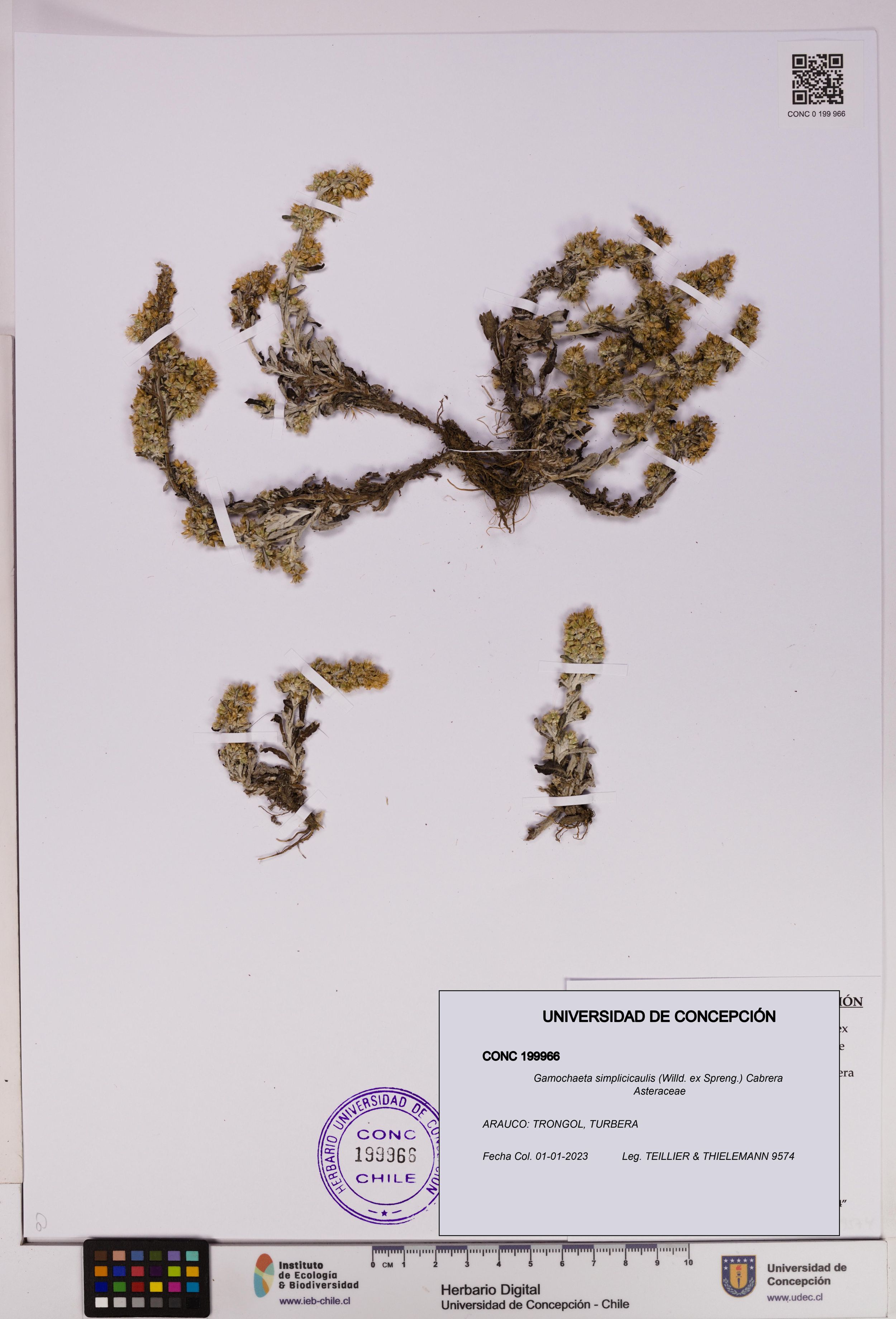 Gamochaeta simplicicaulis [Espécimen: ]
