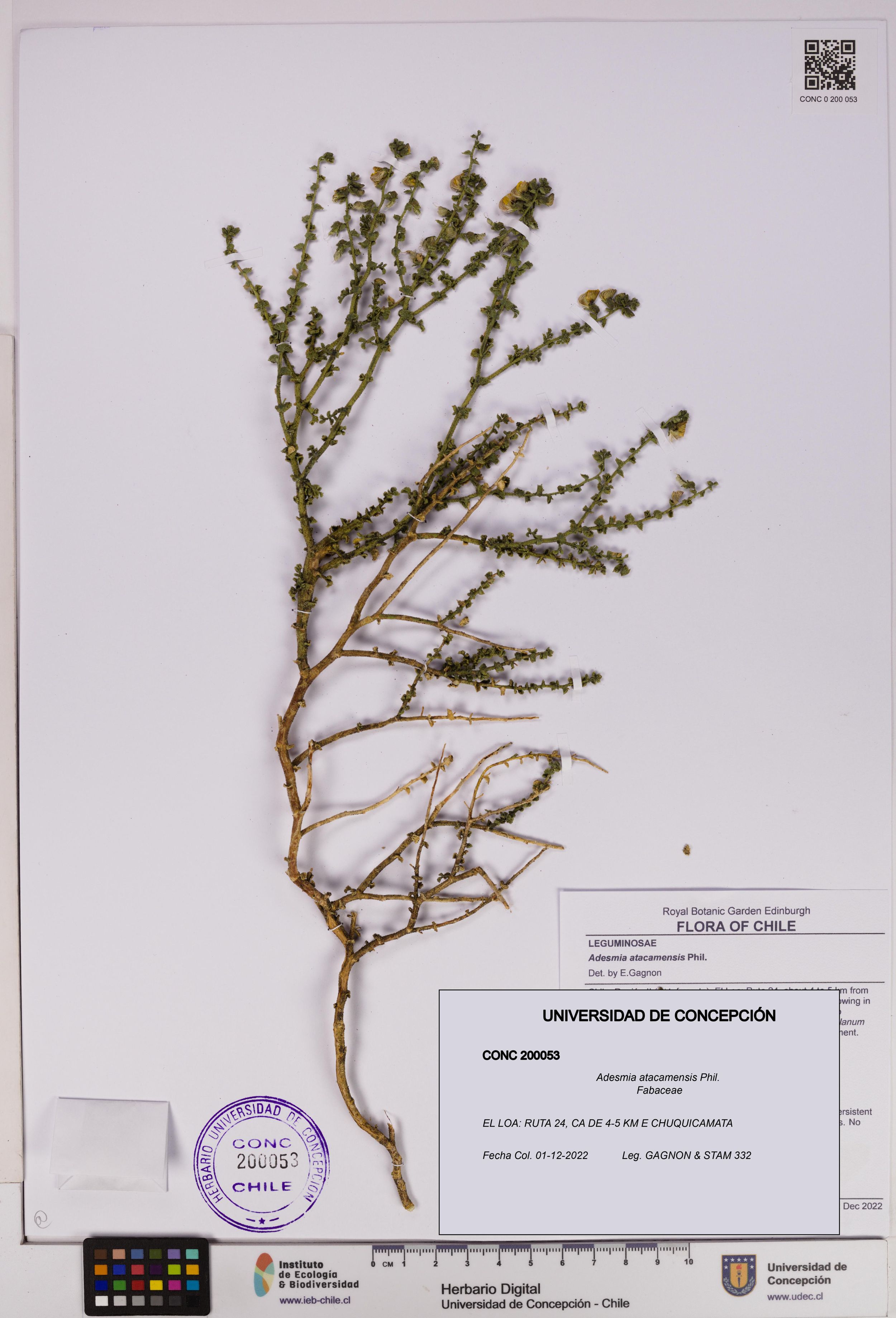 Adesmia atacamensis [Espécimen: ]