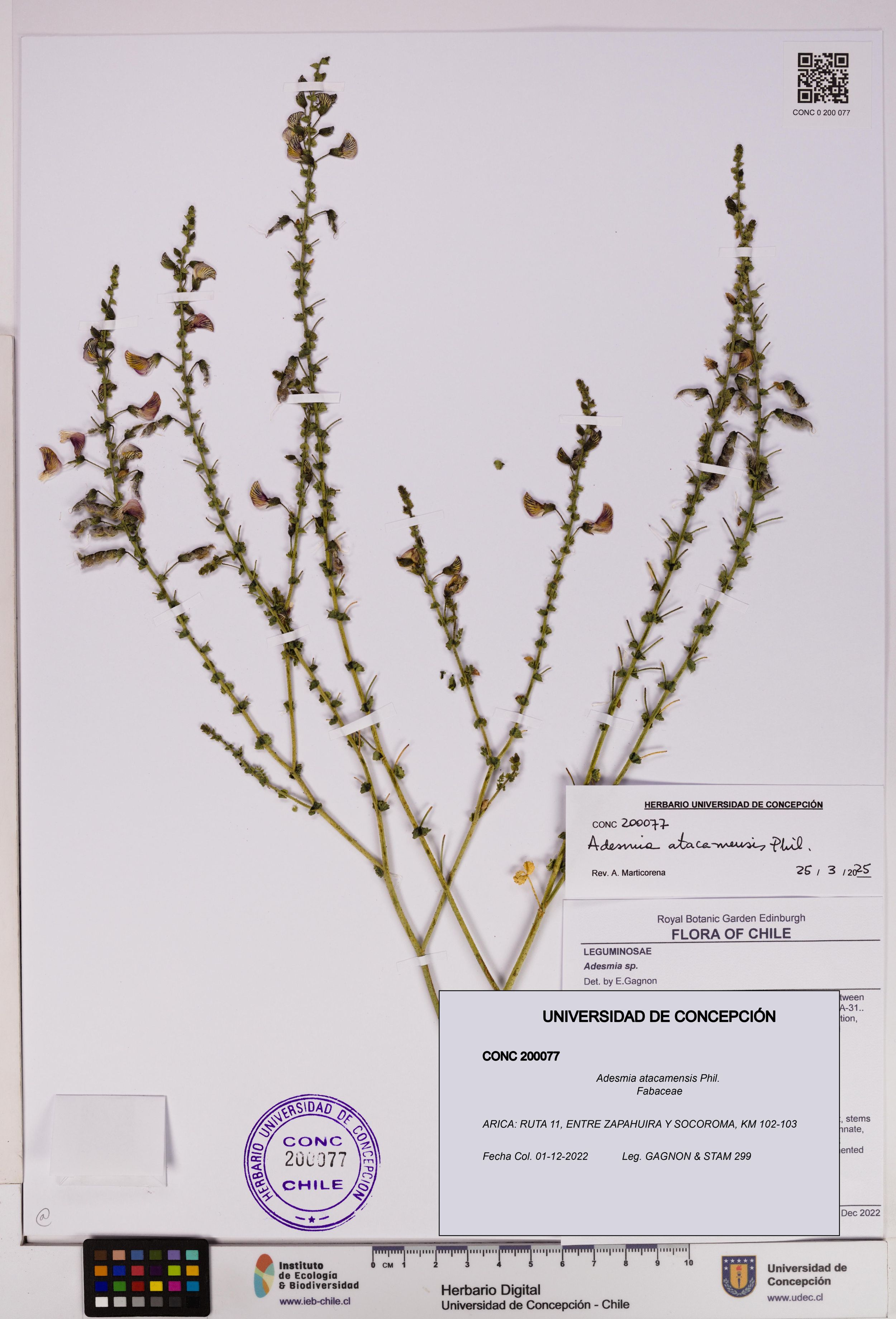 Adesmia atacamensis [Espécimen: ]