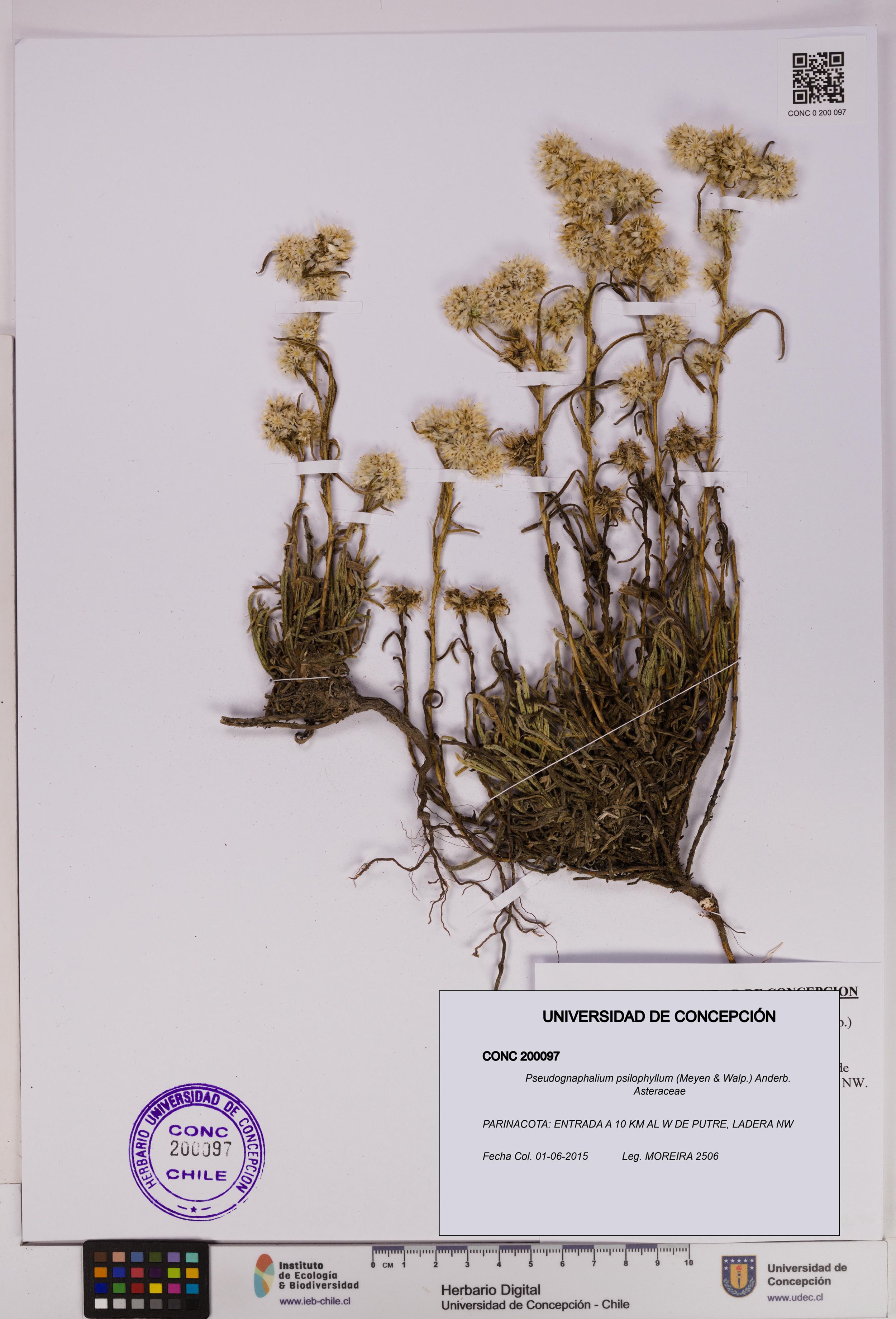 Pseudognaphalium psilophyllum [Espécimen: ]
