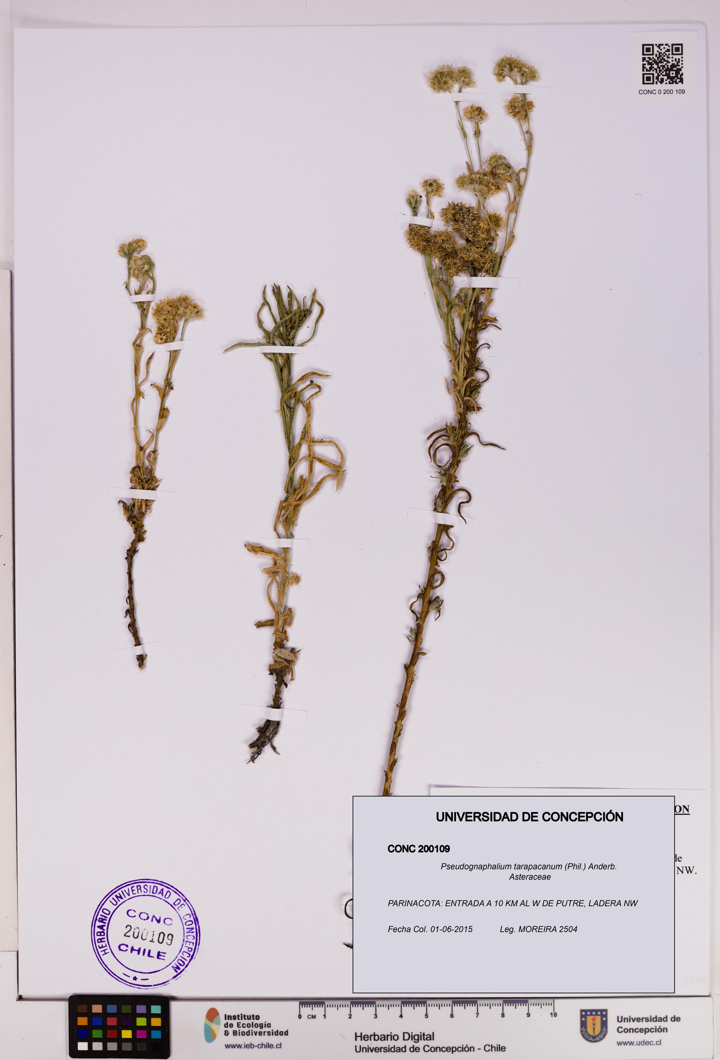 Pseudognaphalium tarapacanum [Espécimen: ]