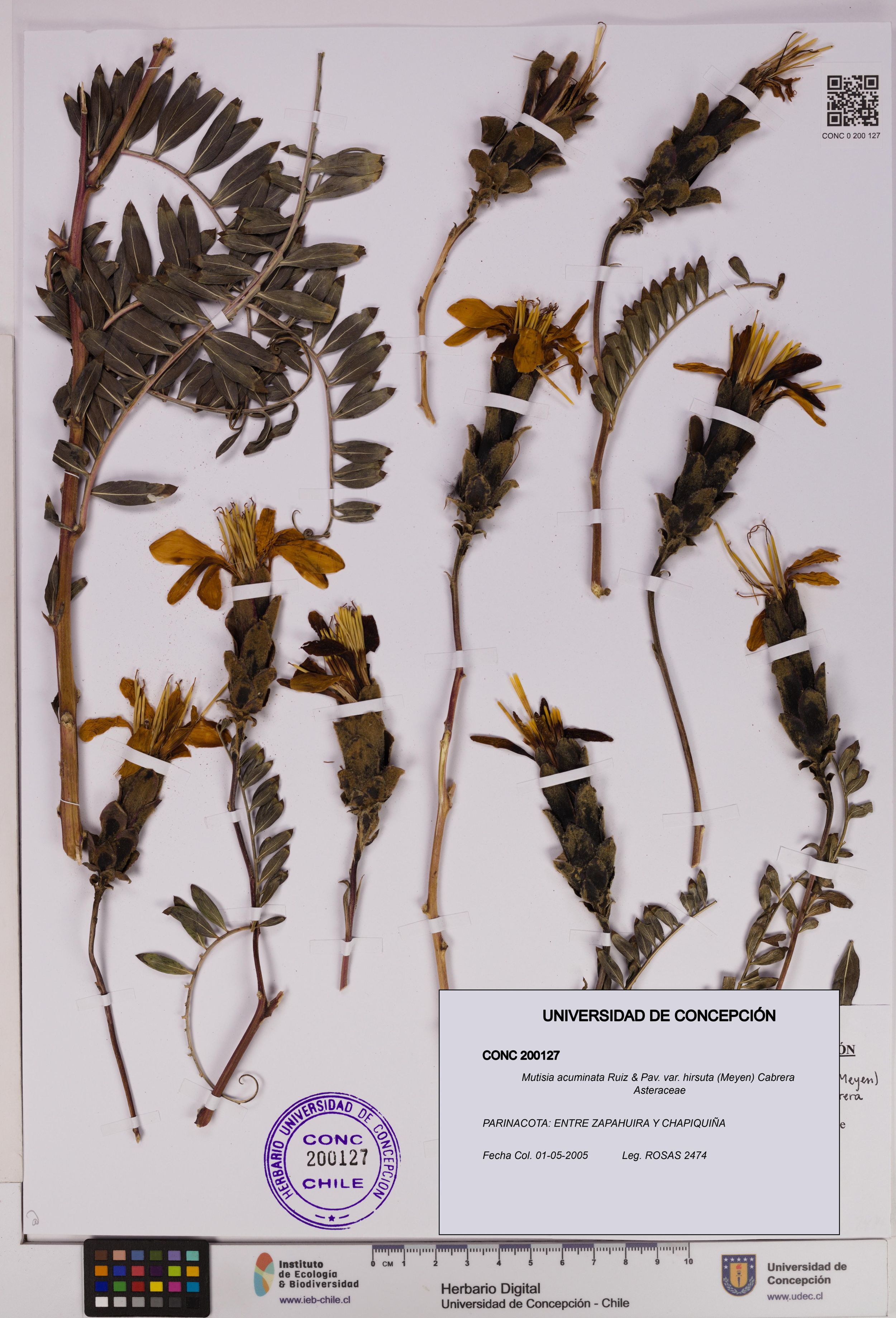 Mutisia acuminata var. hirsuta [Espécimen: ]