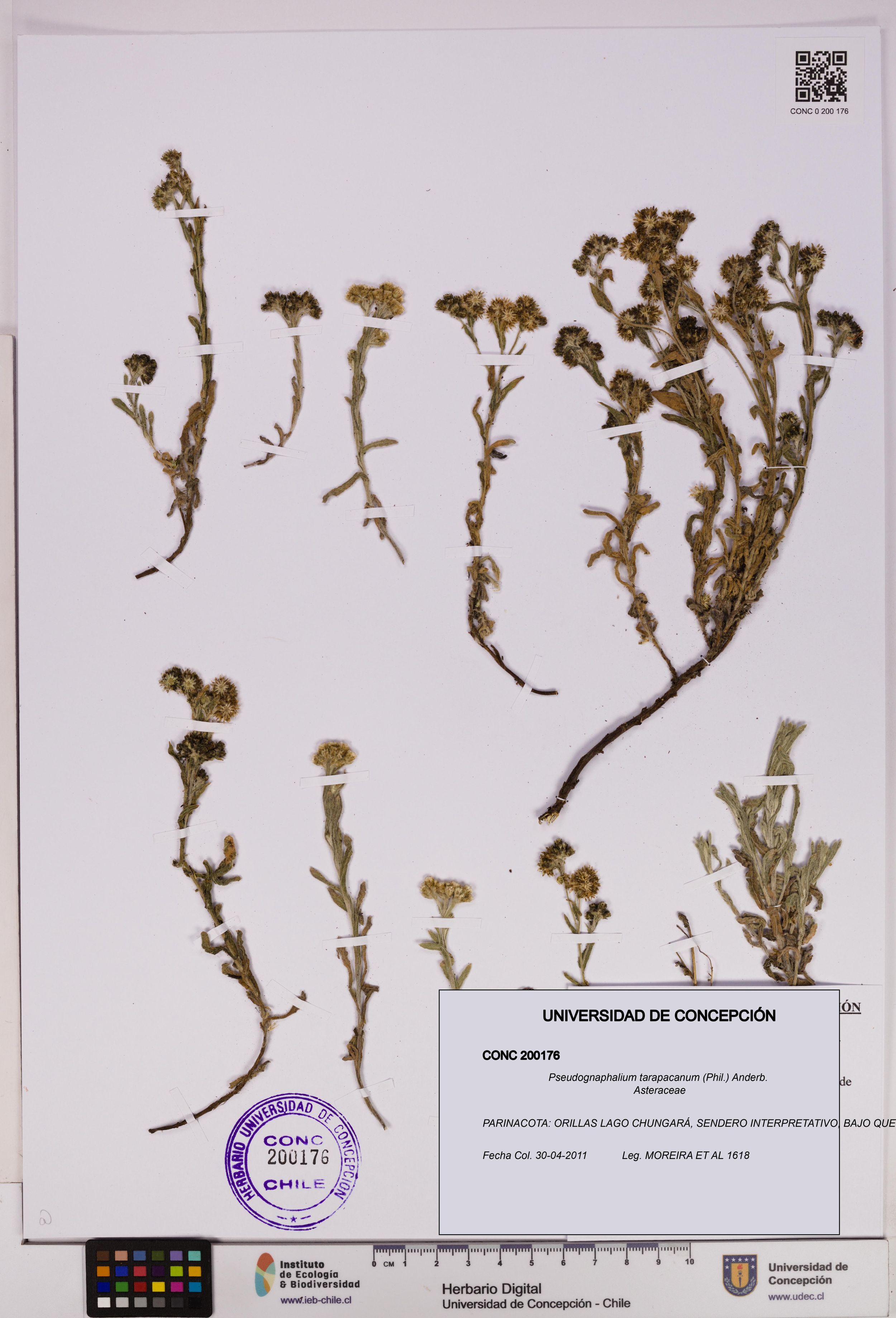 Pseudognaphalium tarapacanum [Espécimen: ]
