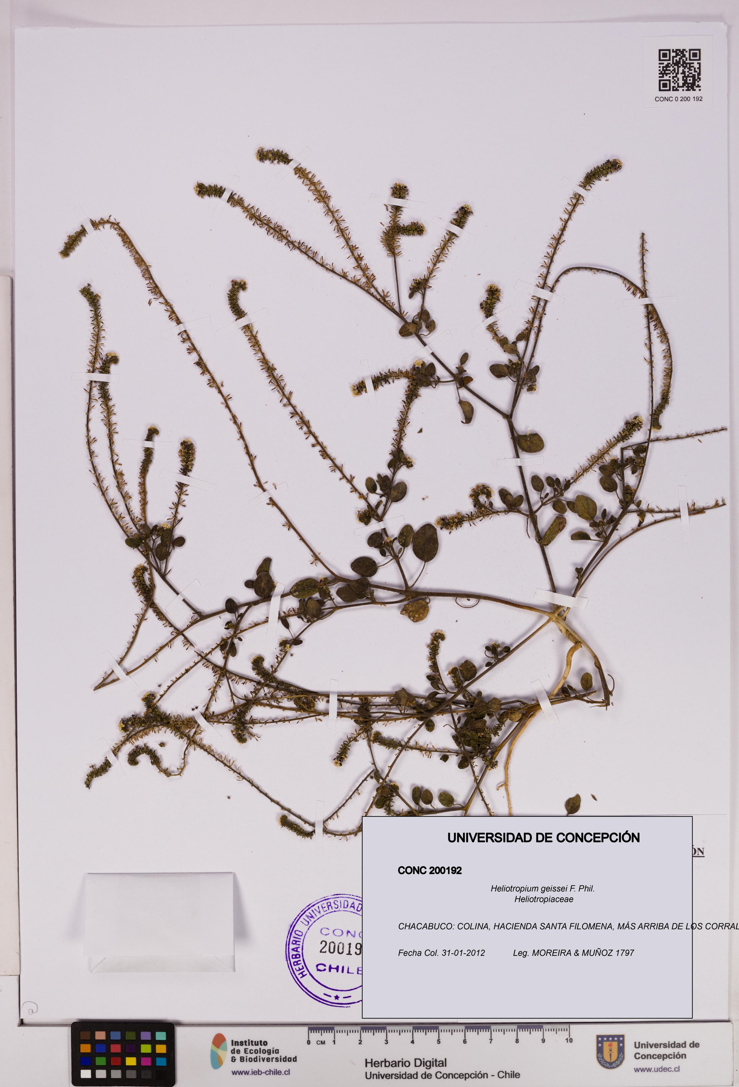 Heliotropium geissei [Espécimen: ]