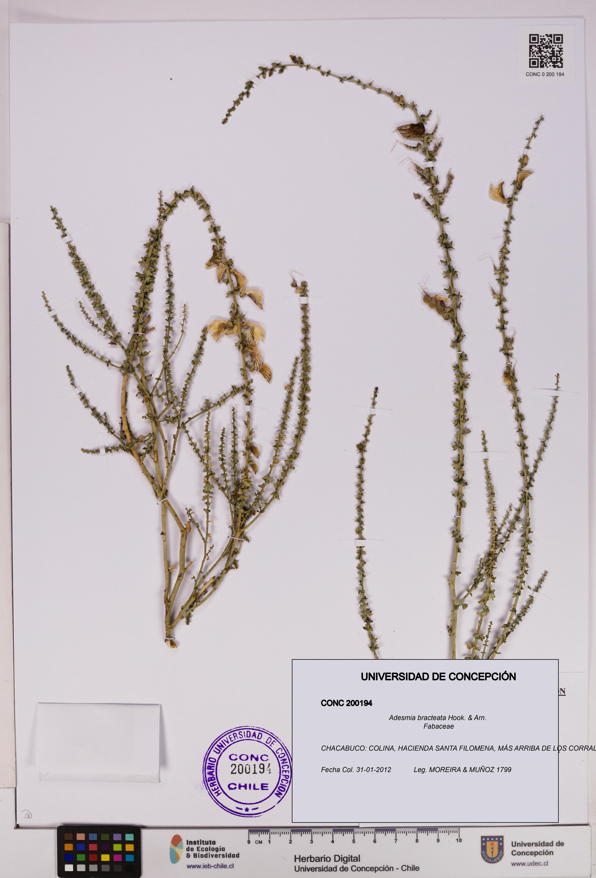Adesmia bracteata [Espécimen: ]