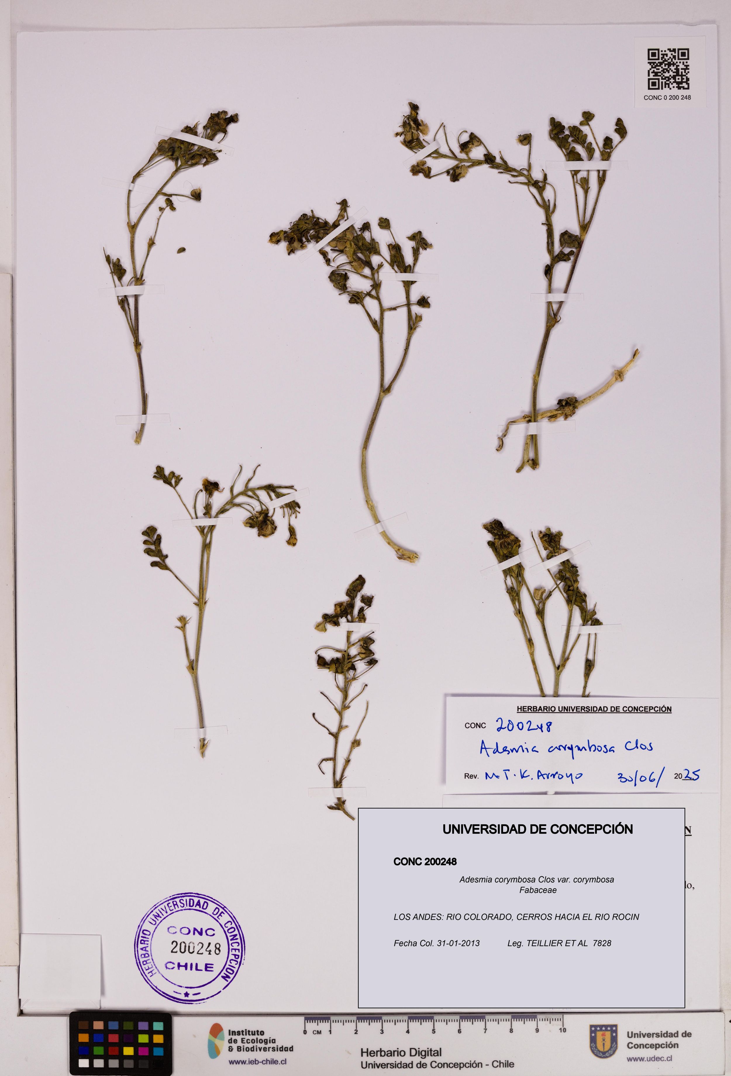 Adesmia corymbosa var. corymbosa [Espécimen: ]