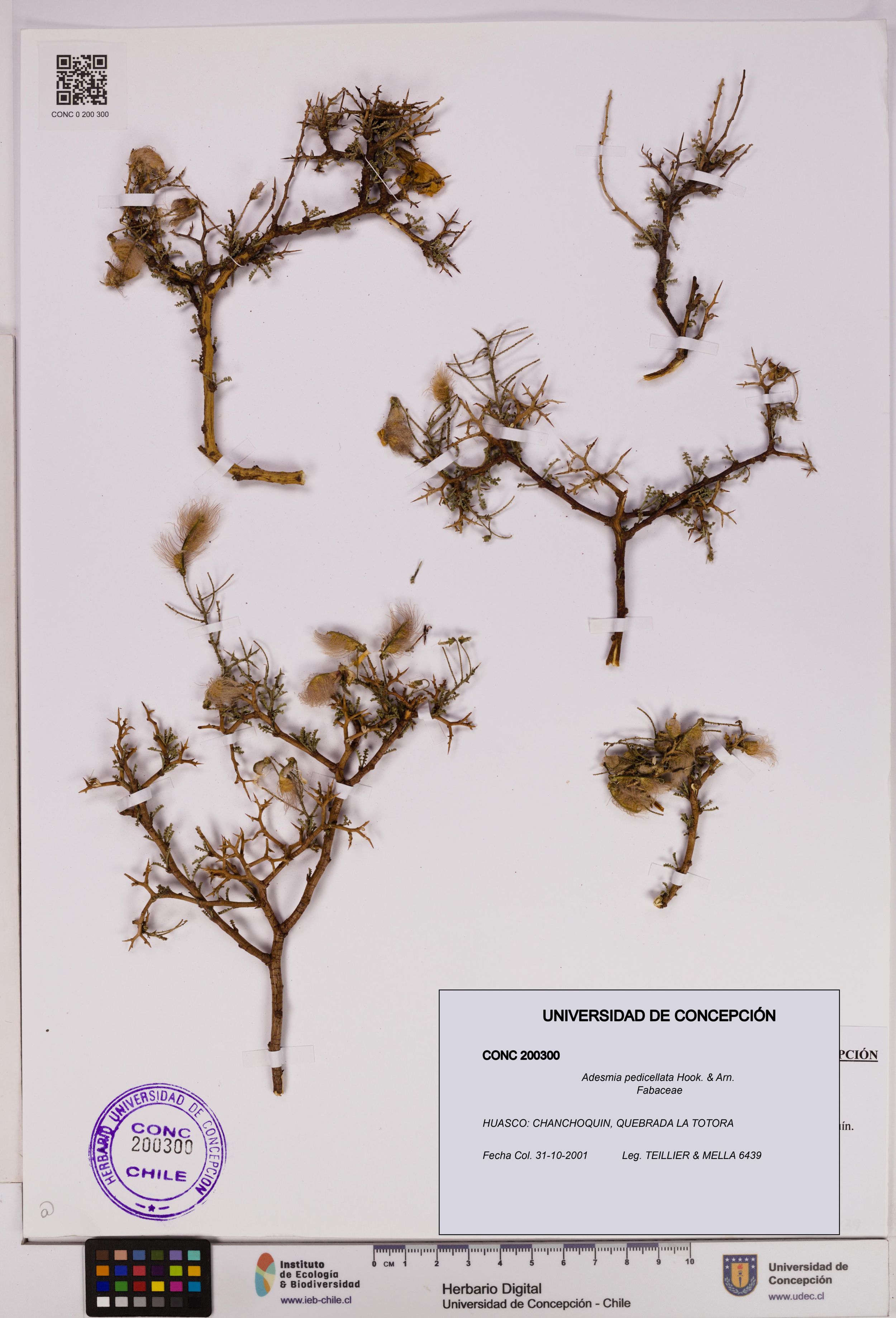 Adesmia pedicellata [Espécimen: ]
