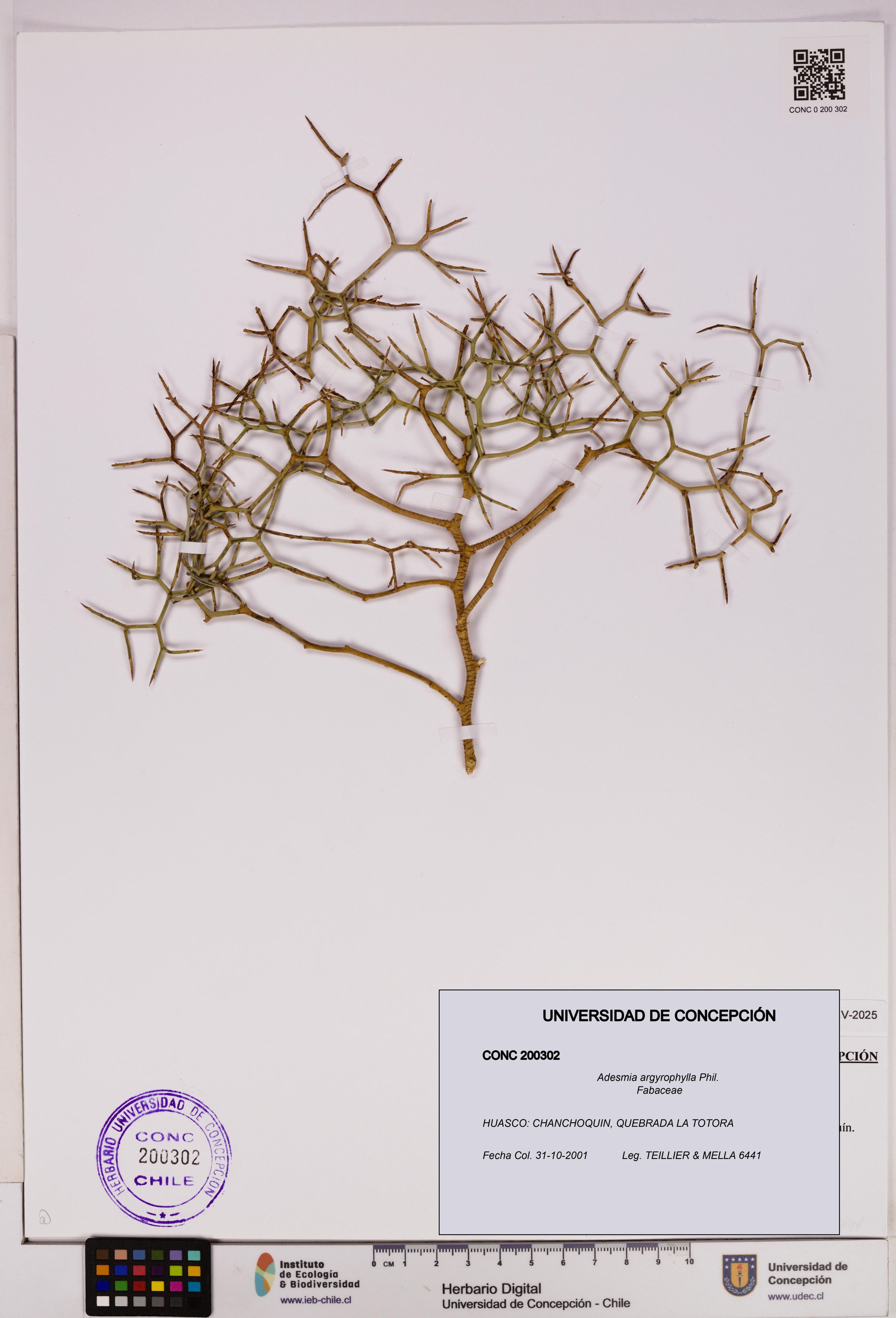 Adesmia argyrophylla [Espécimen: ]