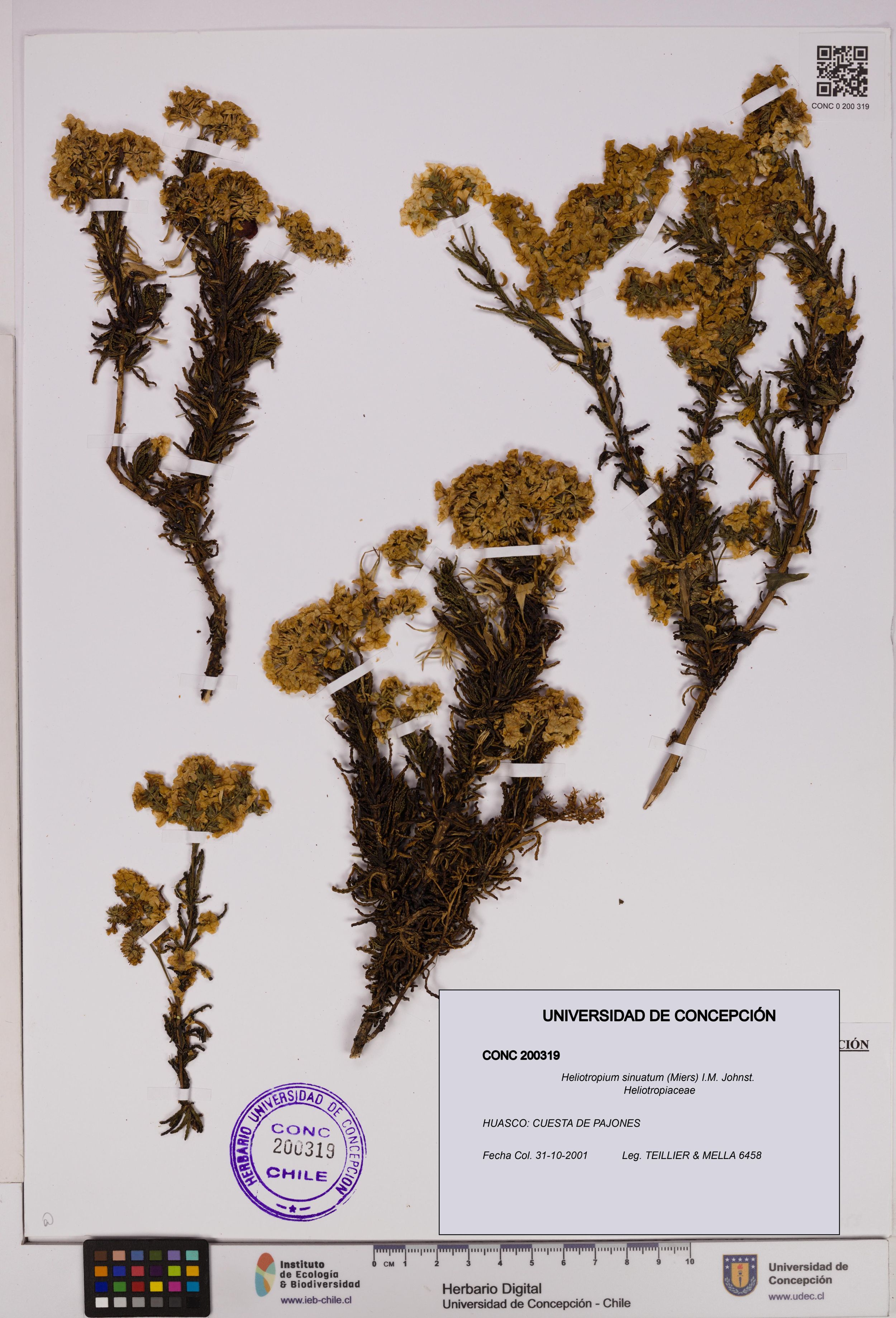 Heliotropium sinuatum [Espécimen: ]