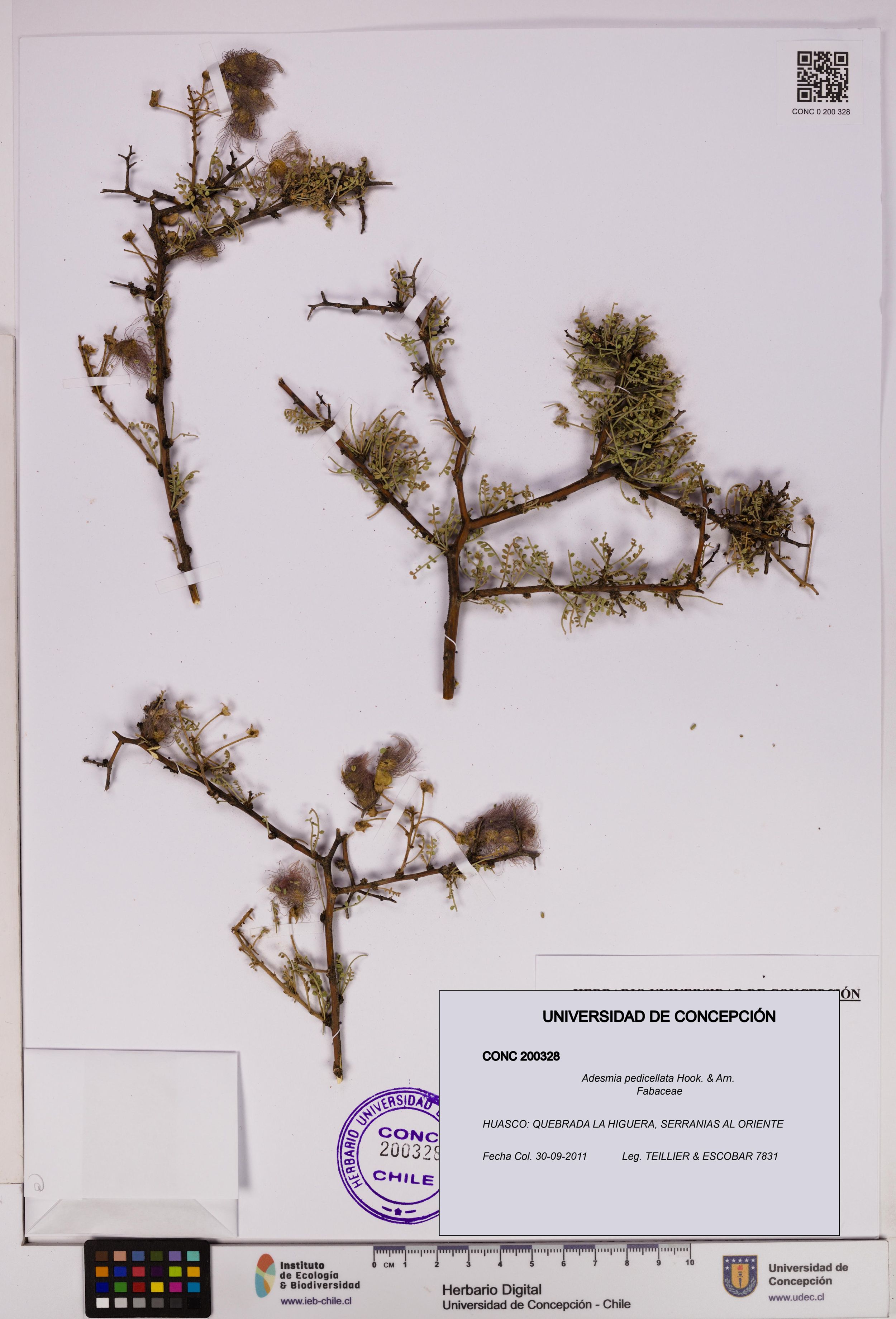 Adesmia pedicellata [Espécimen: ]
