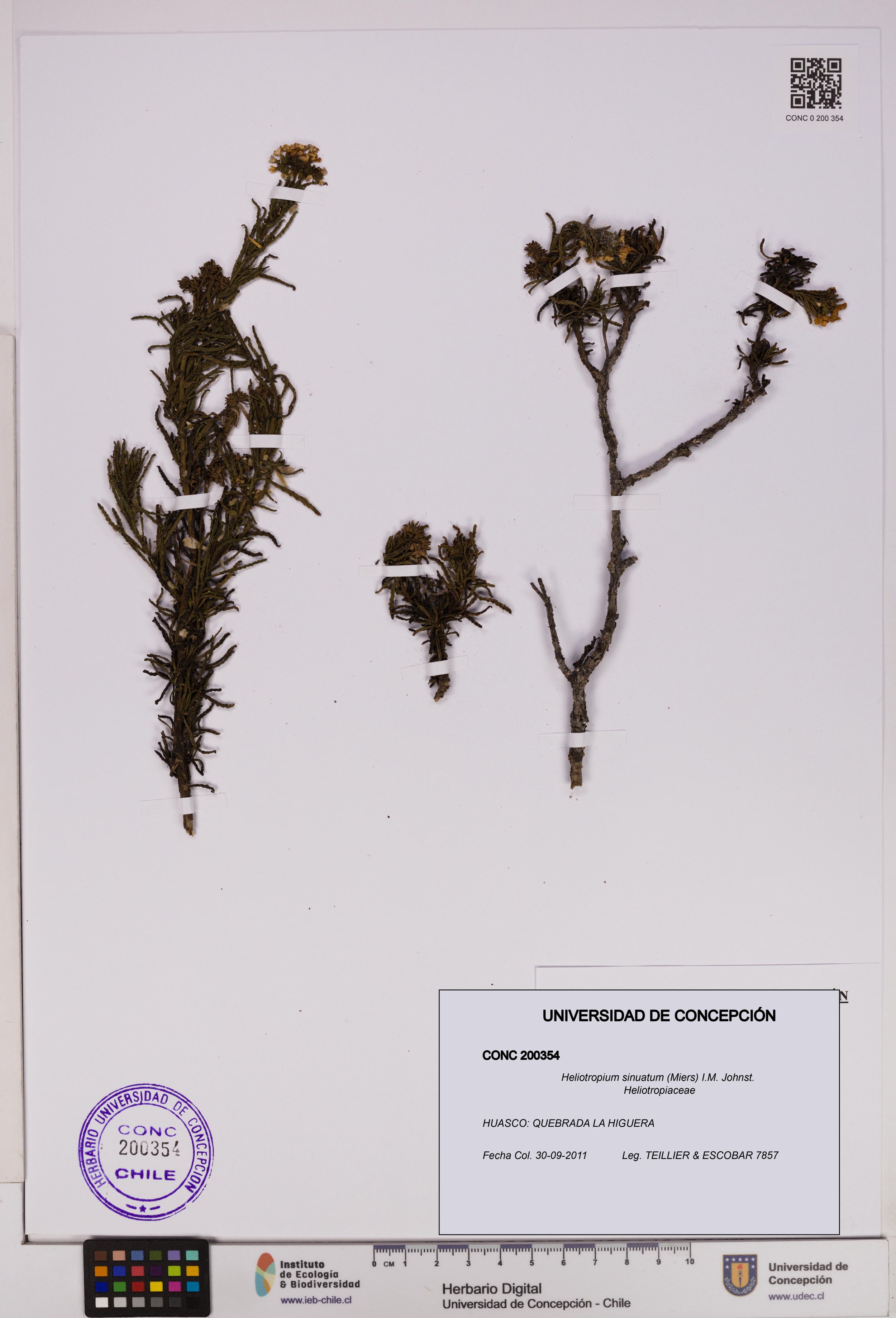 Heliotropium sinuatum [Espécimen: ]