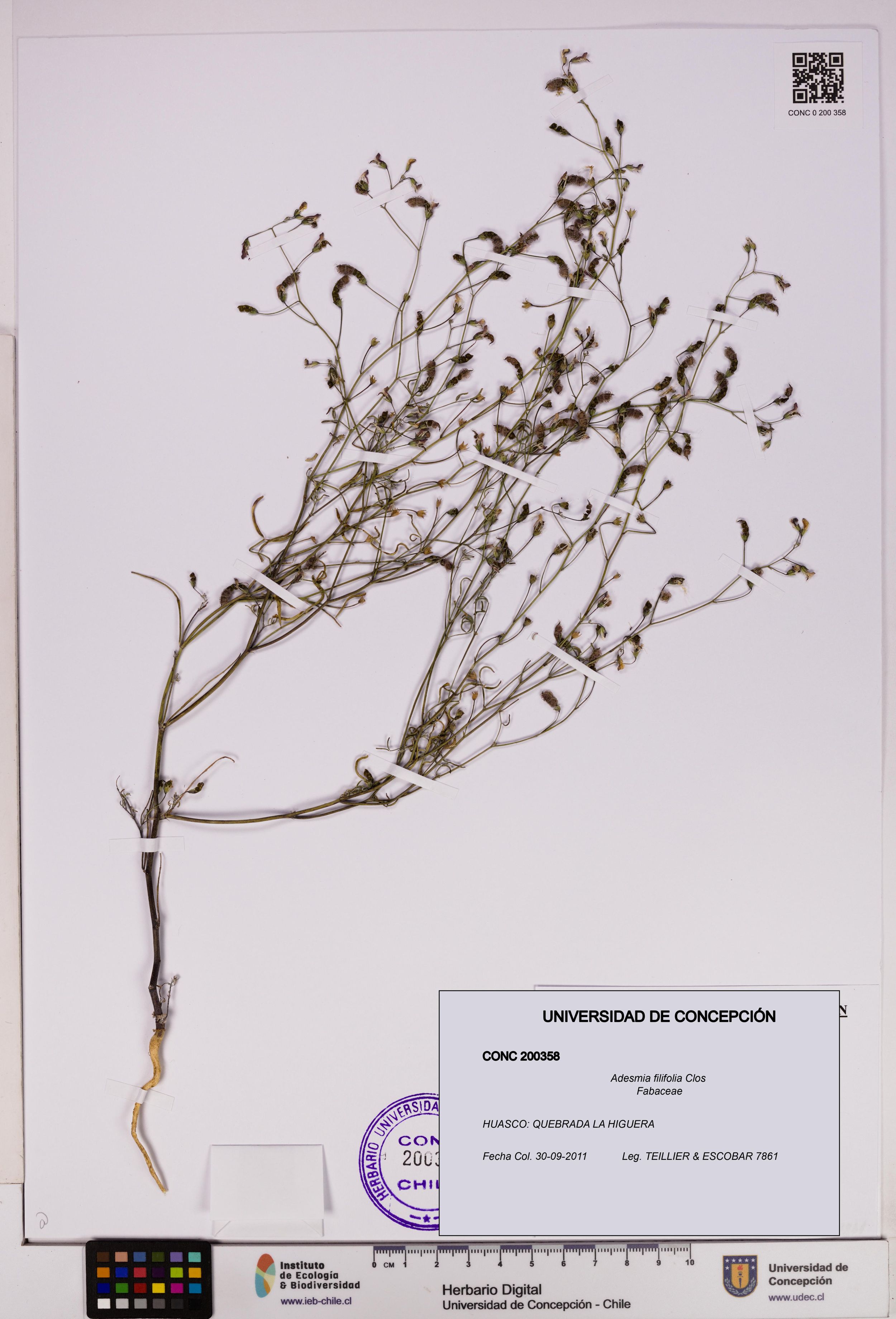 Adesmia filifolia [Espécimen: ]