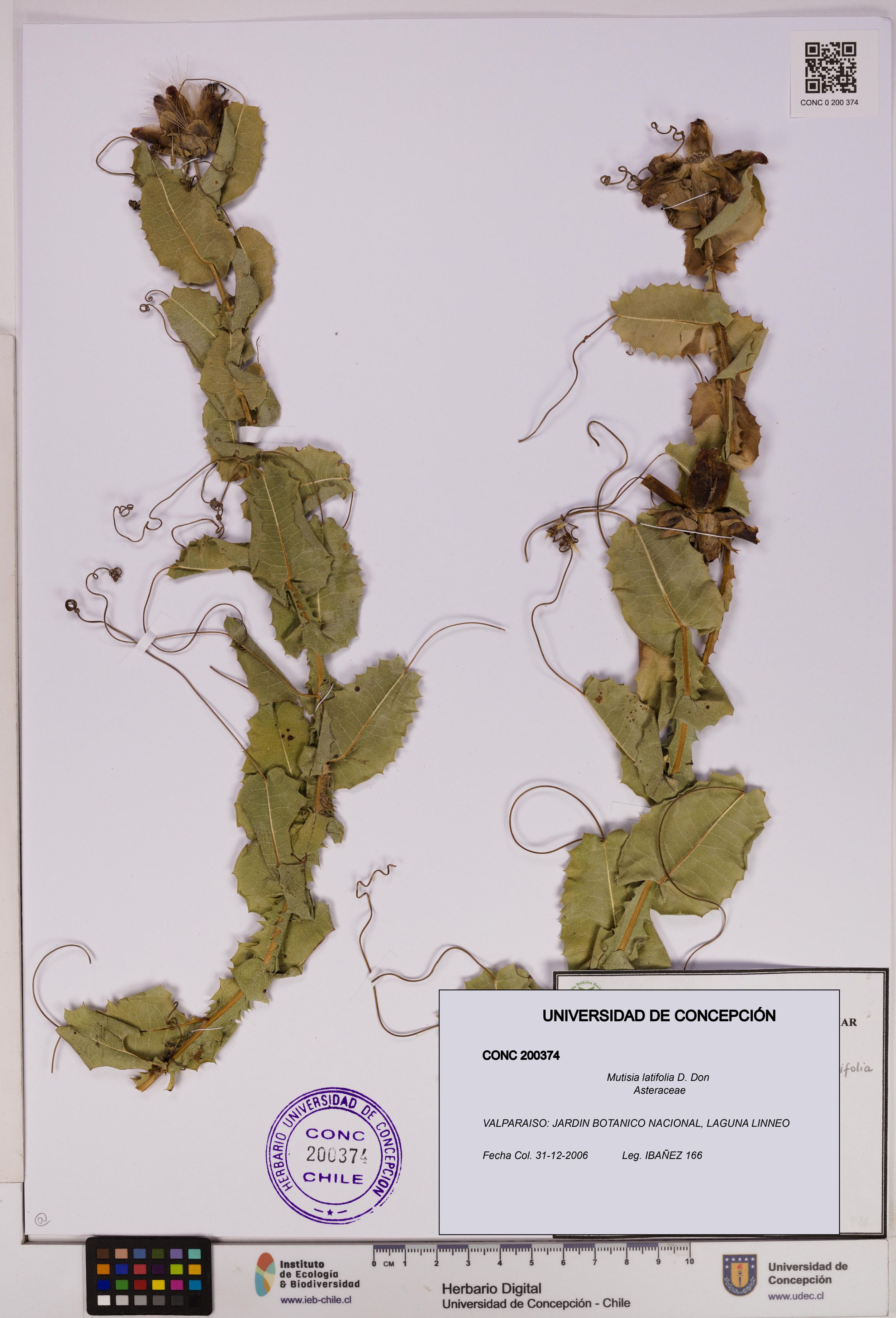 Mutisia latifolia [Espécimen: ]