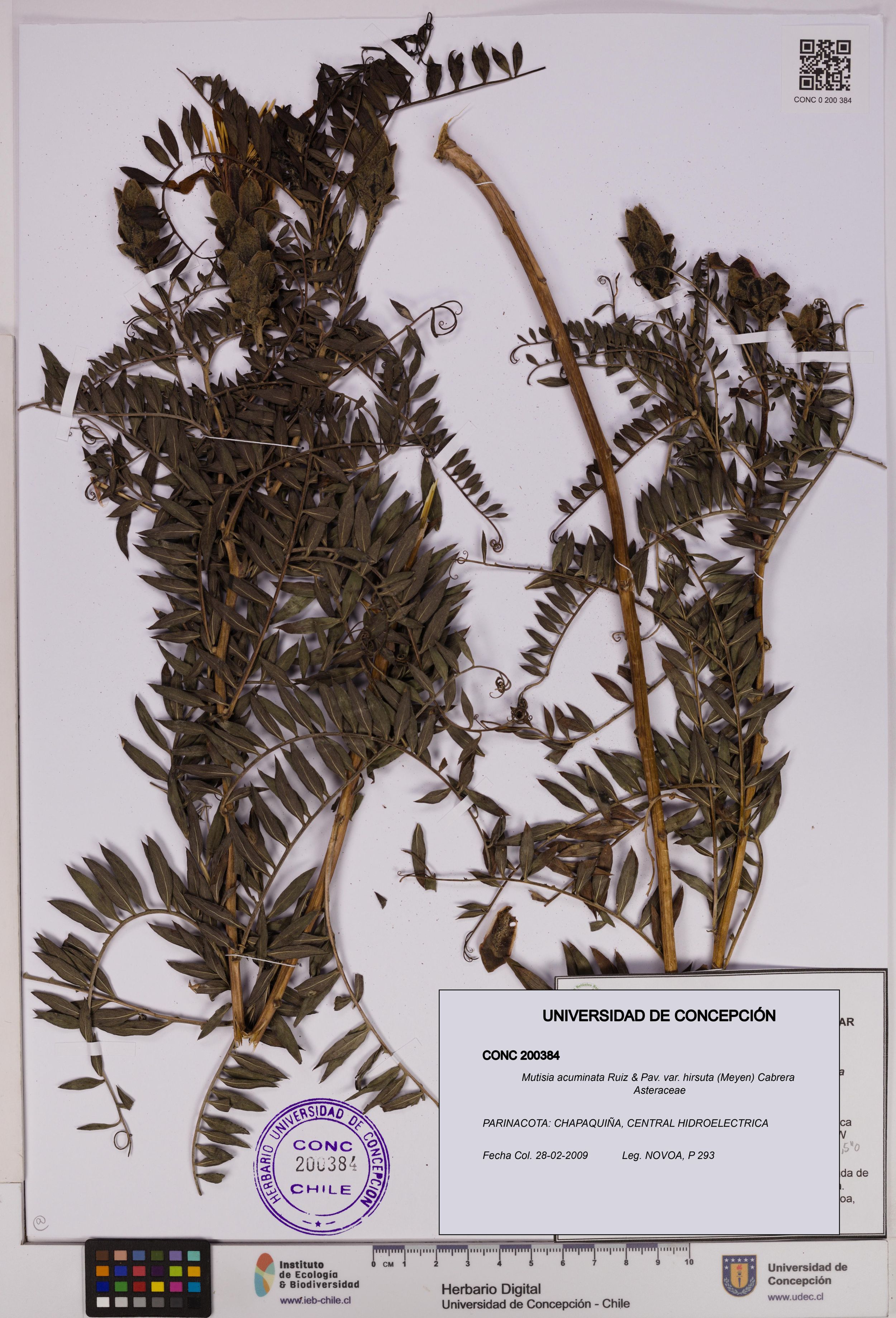 Mutisia acuminata var. hirsuta [Espécimen: ]