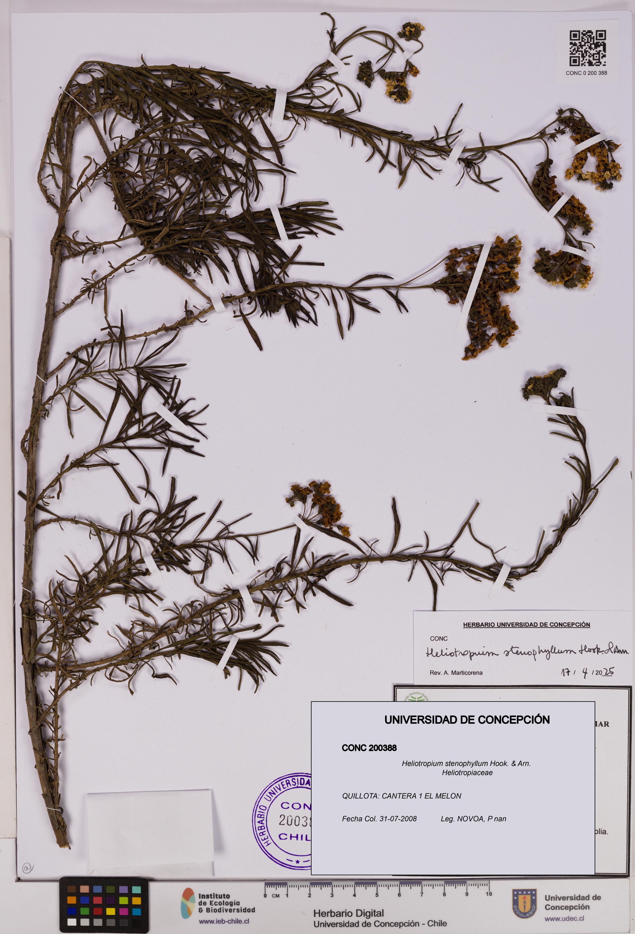 Heliotropium stenophyllum [Espécimen: ]